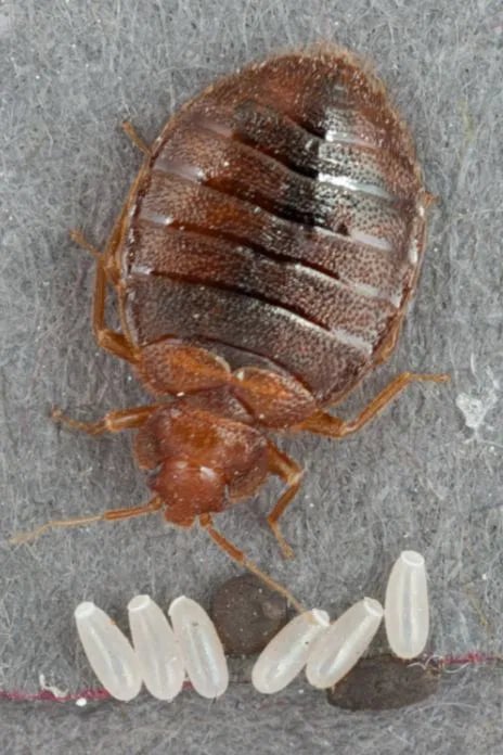 Detaljert informasjon om veggedyr