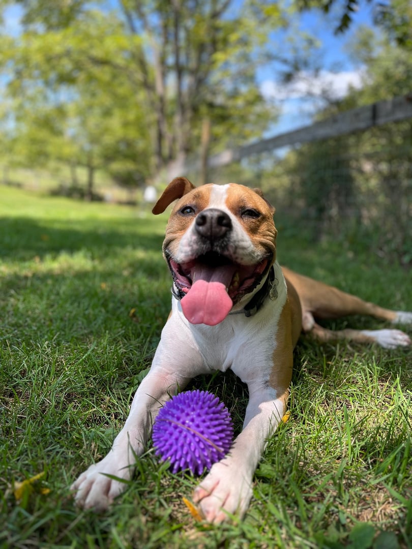 Happy dog playing with ball during walk