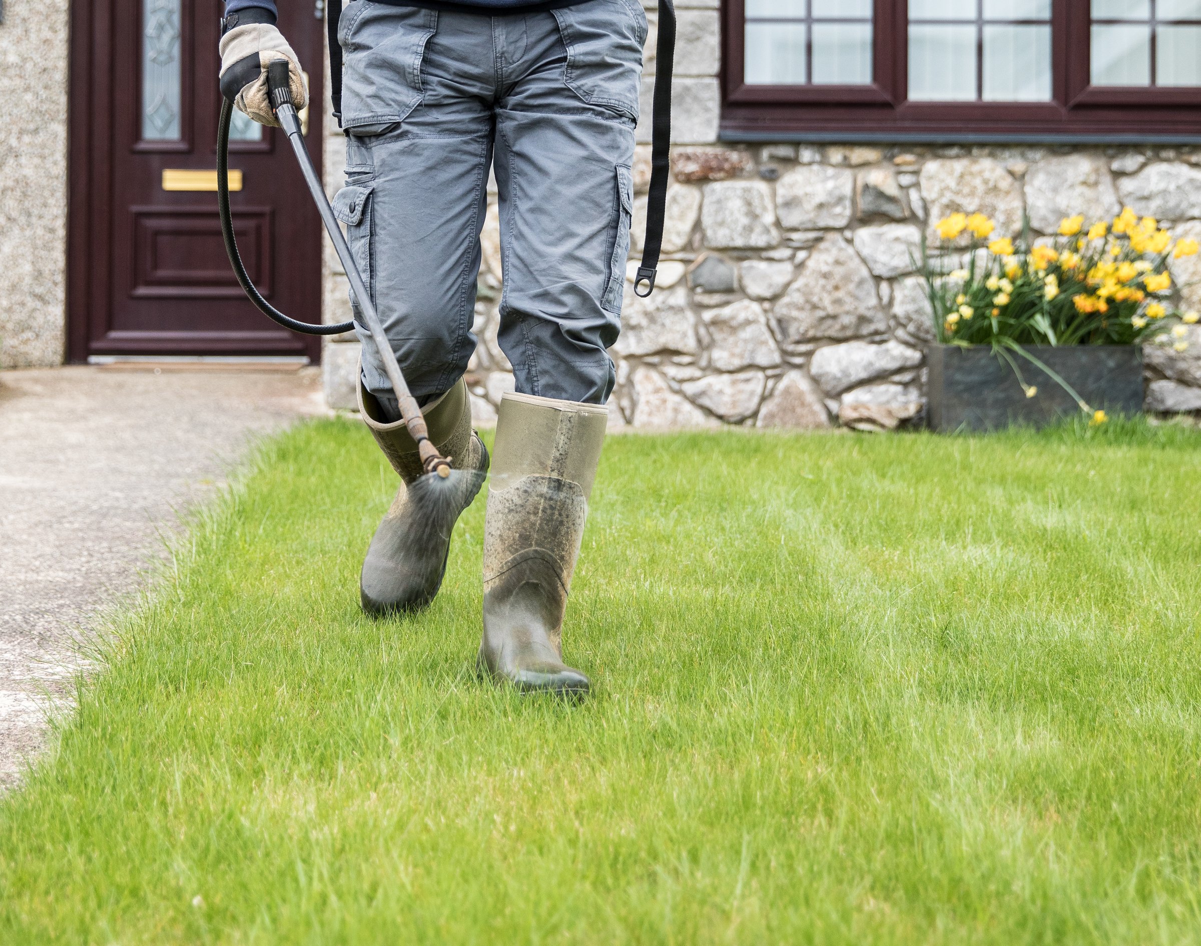 Gardener horticulturalist spraying weed killer on lawn - garden maintenance