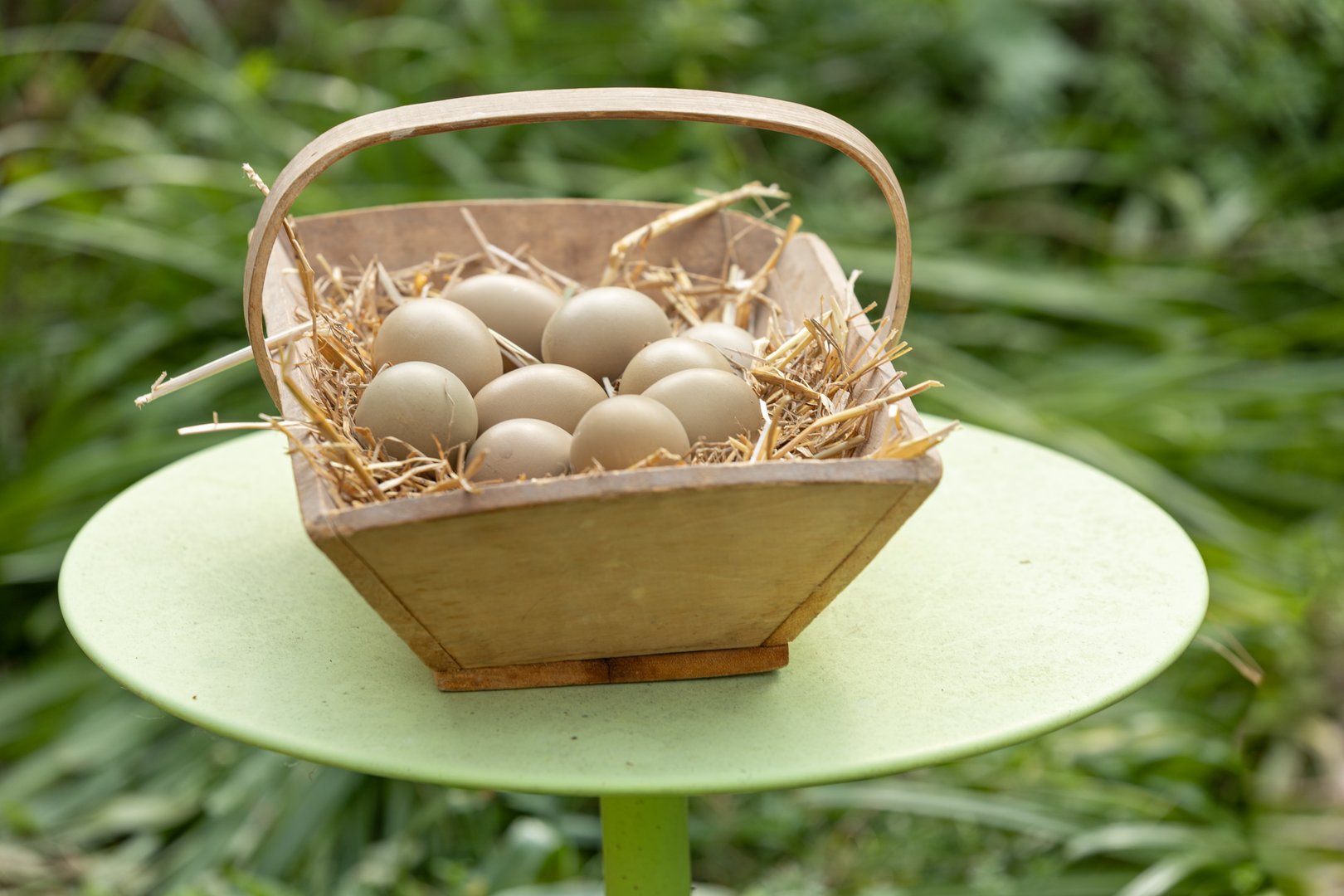hen's khaki eggs in a basket outside