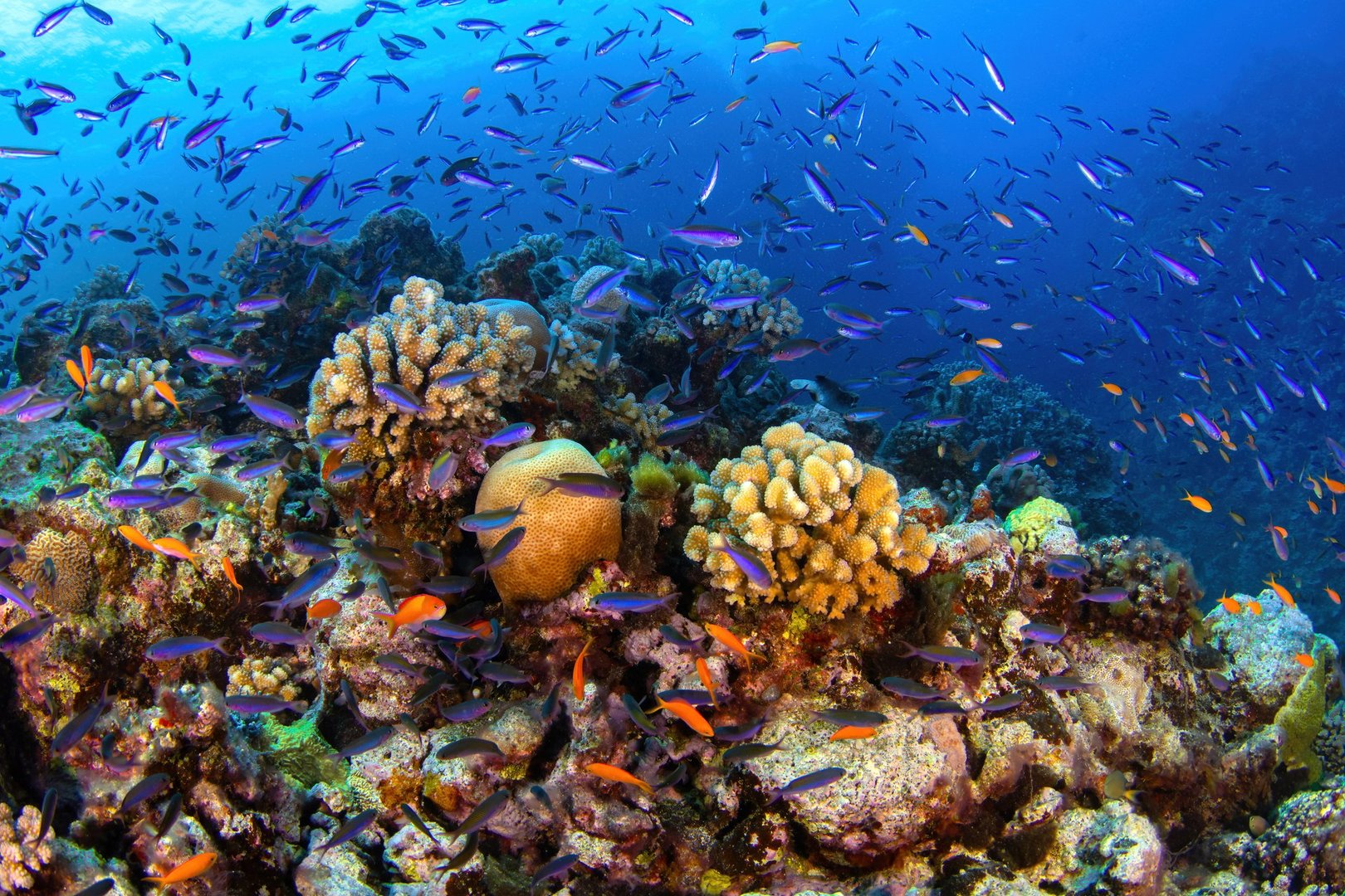 Reefscape with hard corals and tropical fish at the Bougainville Reef in Coral Sea