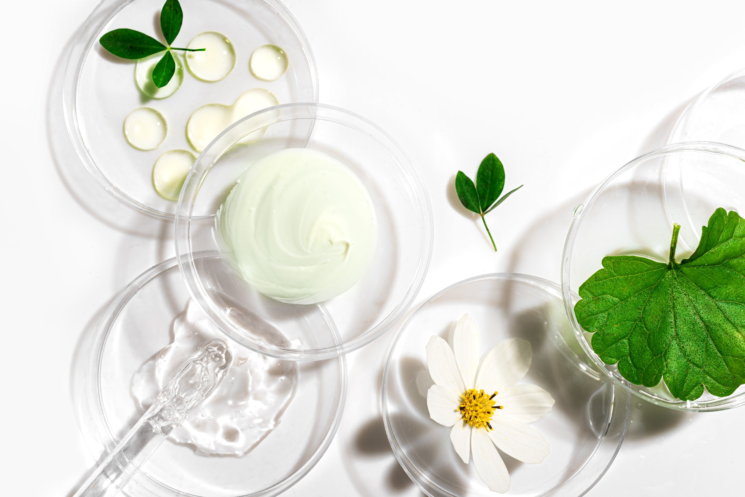 Natural skin care products swatches in petri dish with  green leaves and flower isolated on white background. Beauty product sample with hard shadows, organic vegan plant based skin care concept. Bio research.