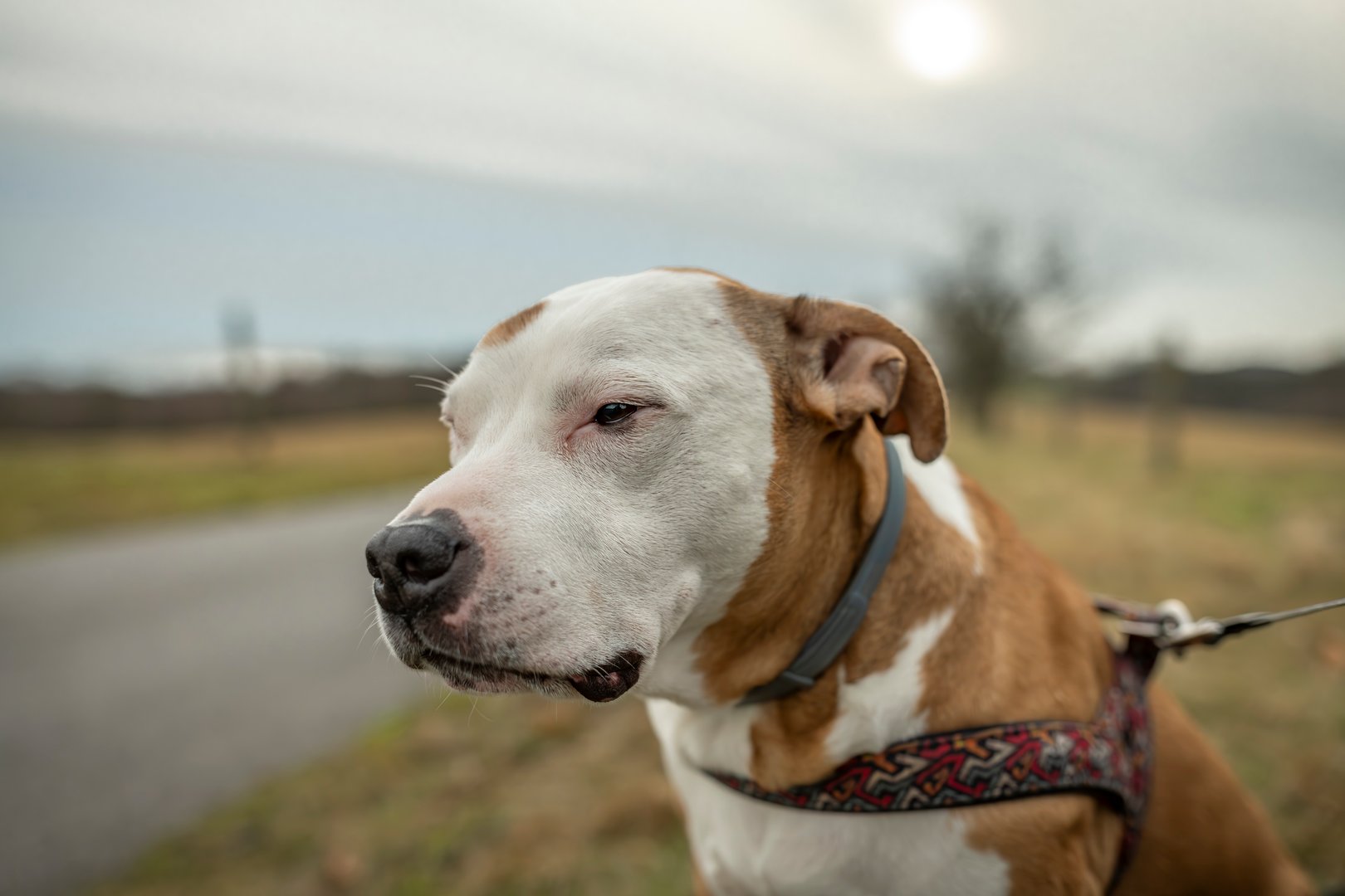 Pitbull dog with white head and big orange ears