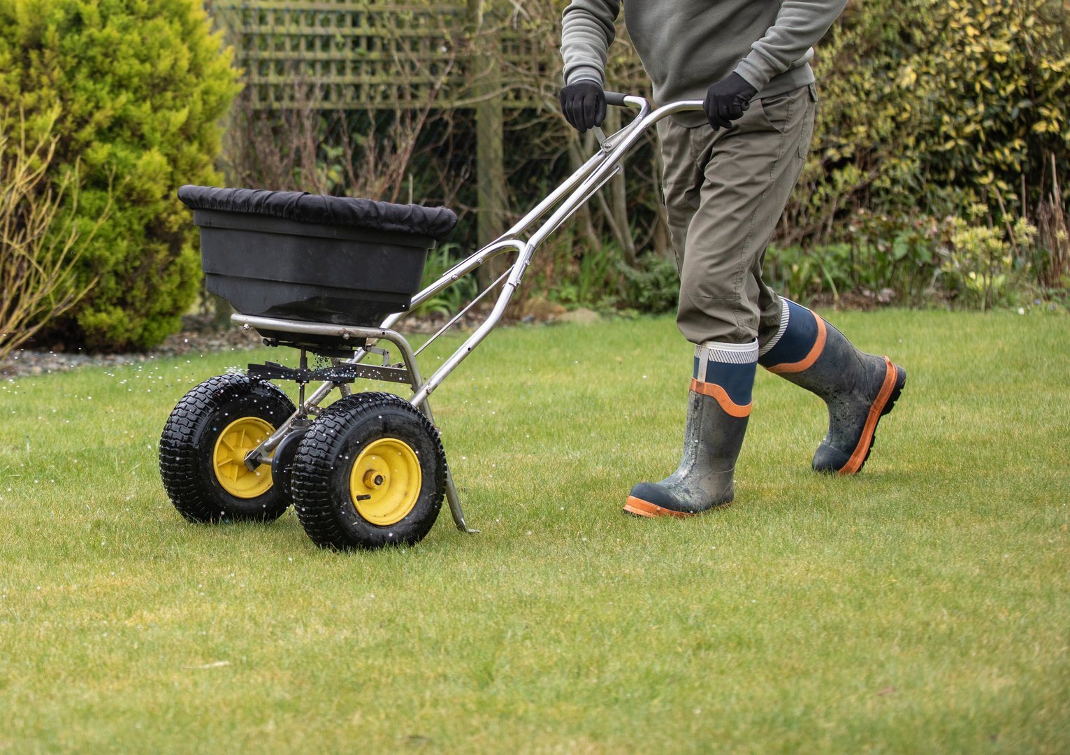 Gardener horticulturalist applying a feed on to the lawn- garden maintenance