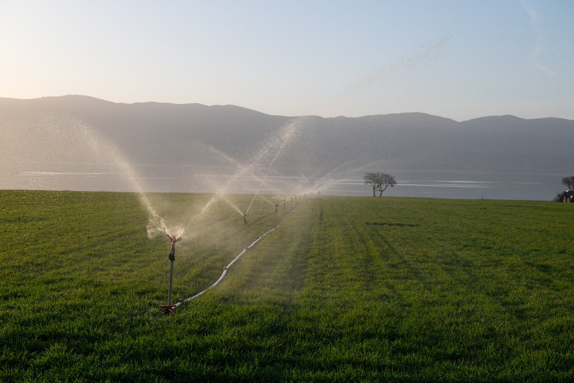 Sprinkler irrigation in a crop field.