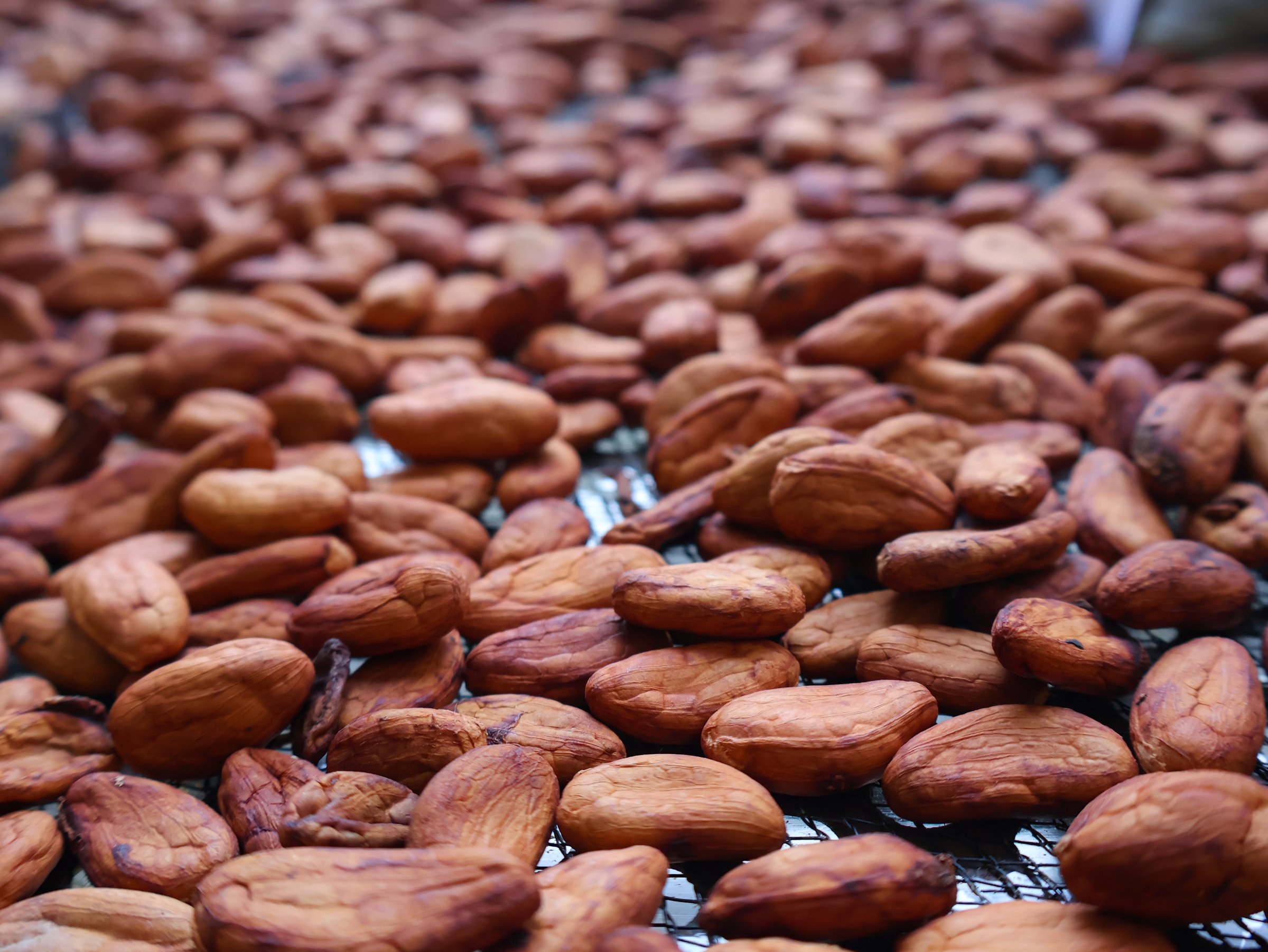Drying raw cacao beans