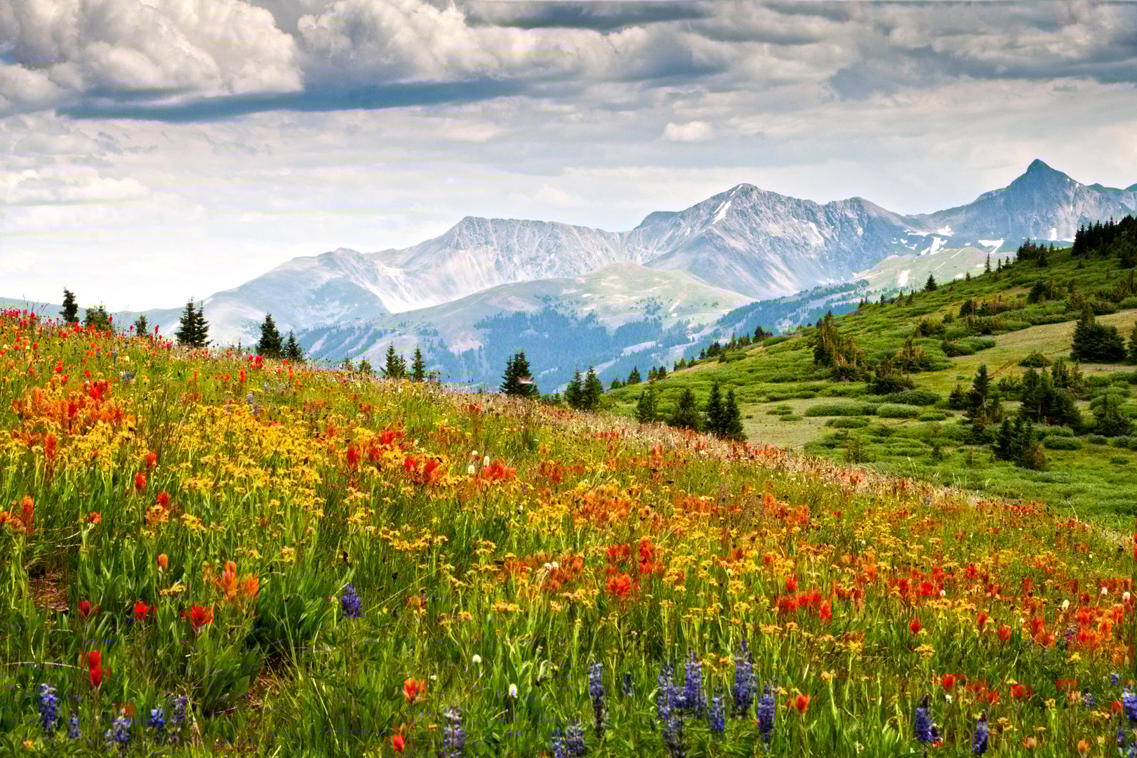 Carpet of wildflowers in Colorado mountains