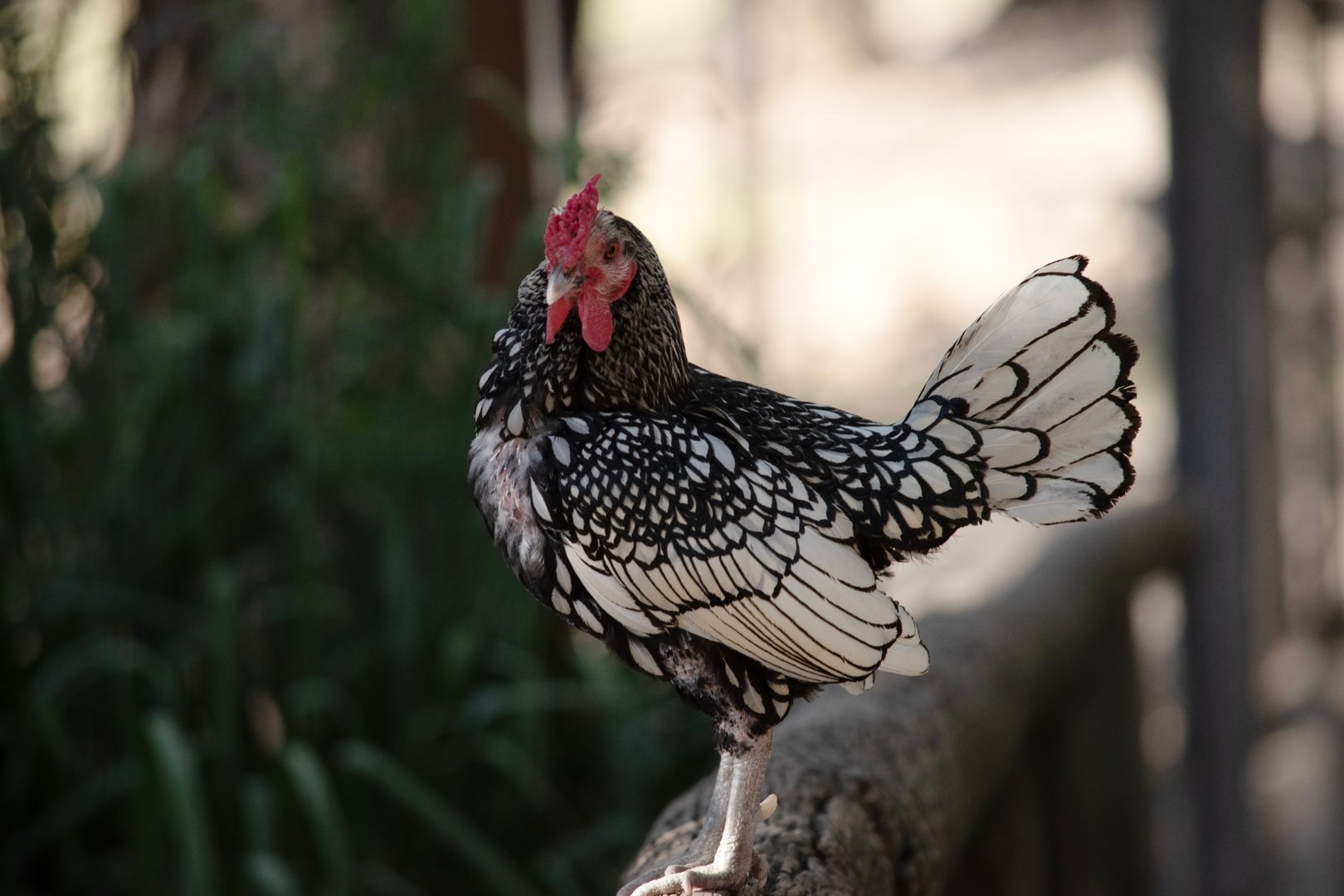 the sebright bantam chicken has white feathers edged with black and a red comb