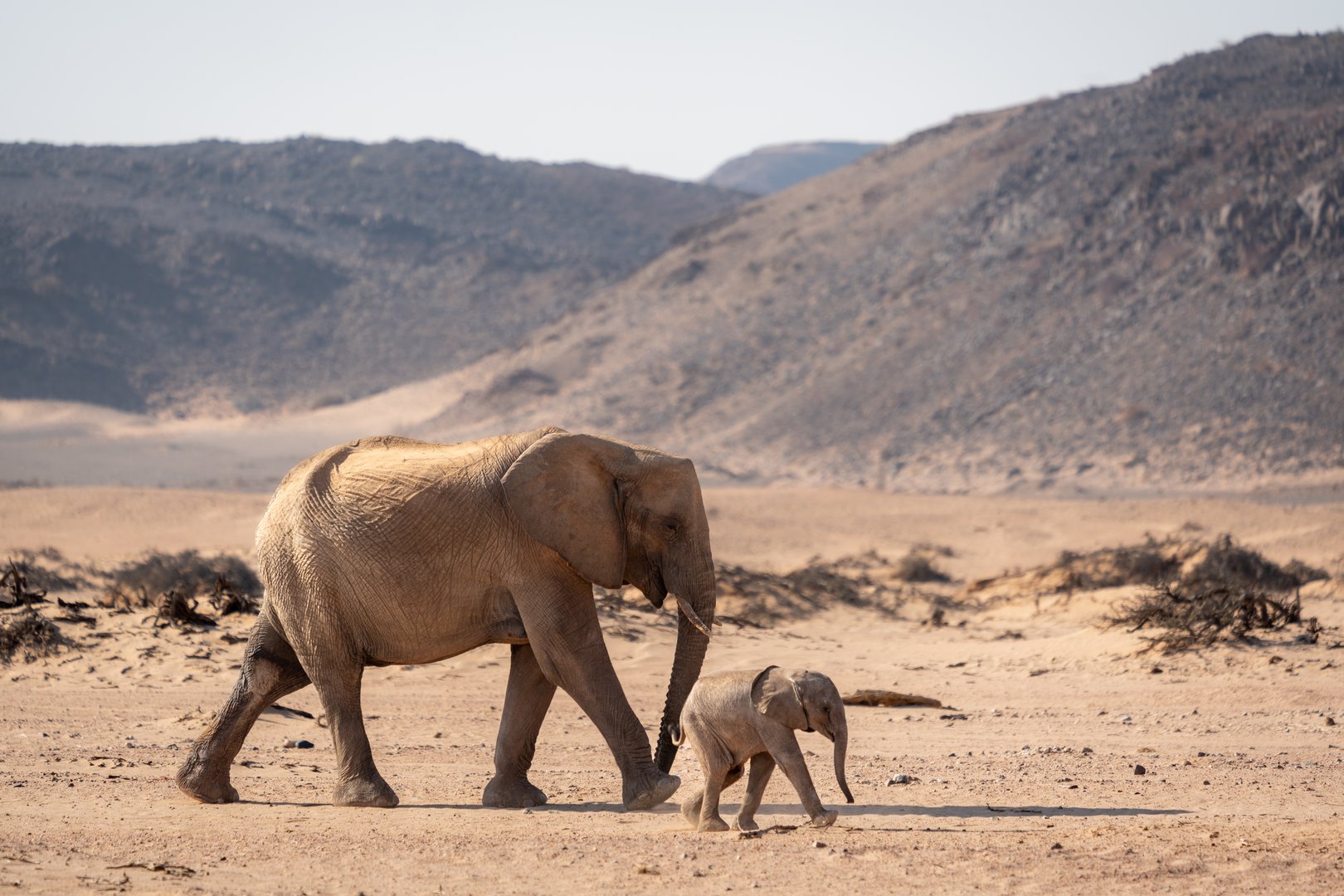 An adult and baby elephant walking in the desert with mountains in the background in Damaraland, Namibia