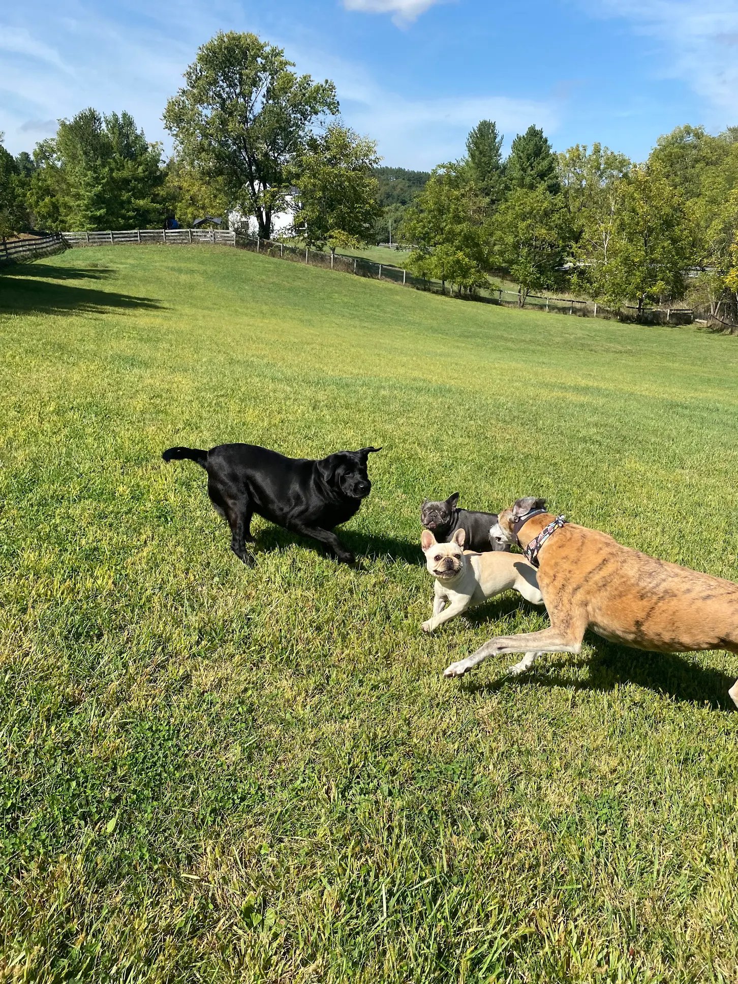 Group of dogs having fun