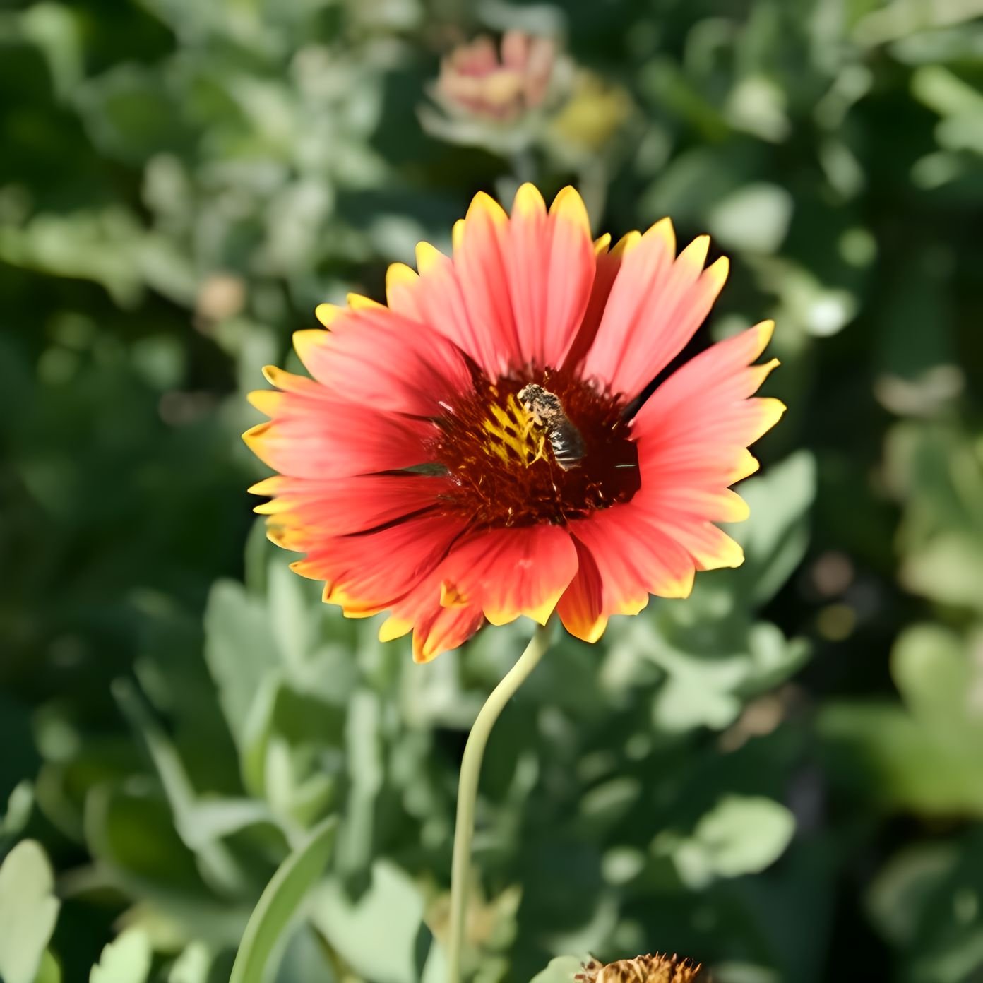 Close-up of a bee on a red and yellow flower with green leaves in the background.