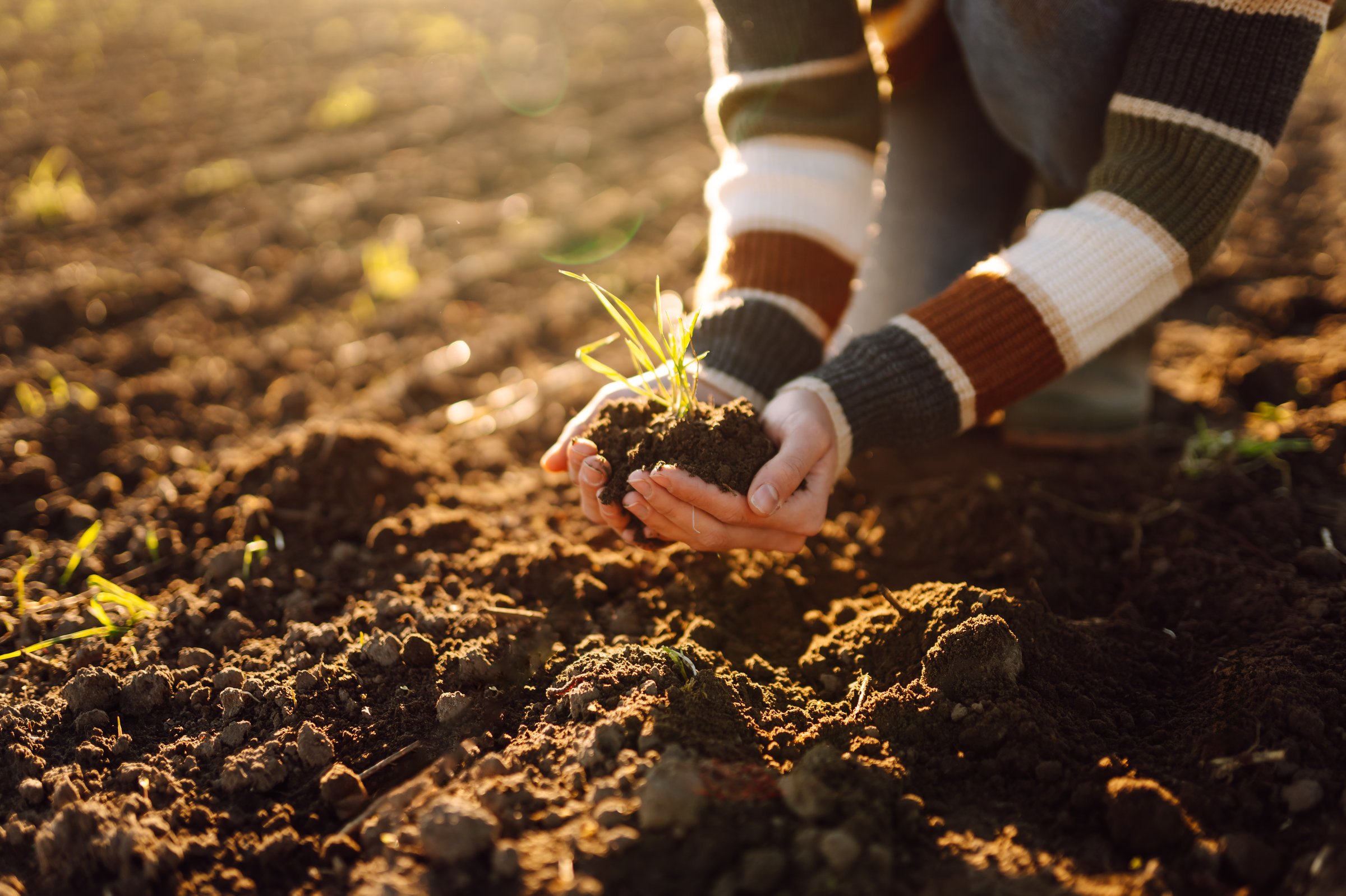 Close-up of hands holding black soil with green sprout sticking out while standing in agricultural field. Young female farmer checking quality of soil and sorting it in hands. Concept of agriculture.