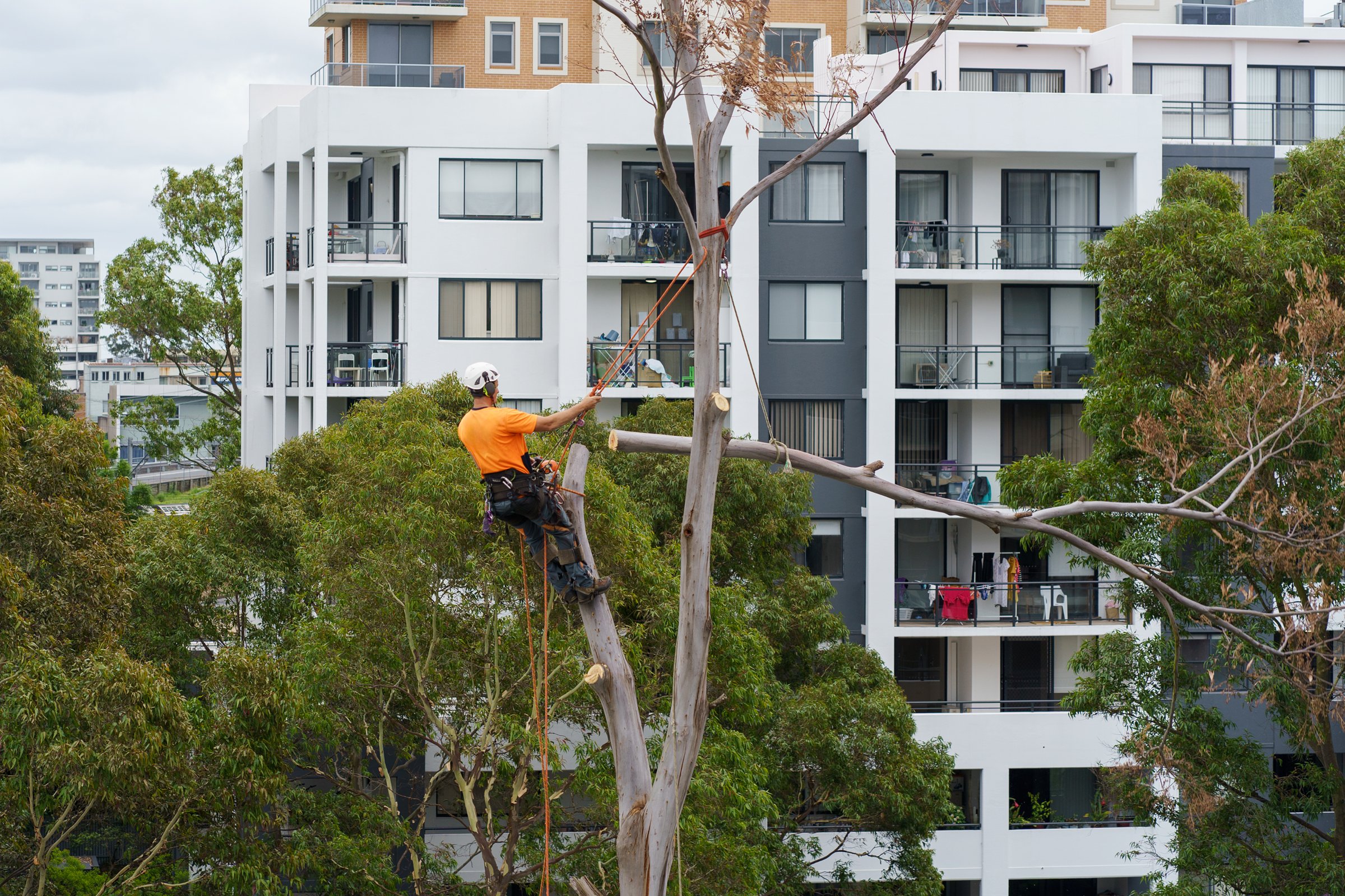 Sydney, Australia, October 21, 2024- An arborist with a chainsaw attached high on a rope cuts down a dead eucalyptus tree in an apartment complex.
