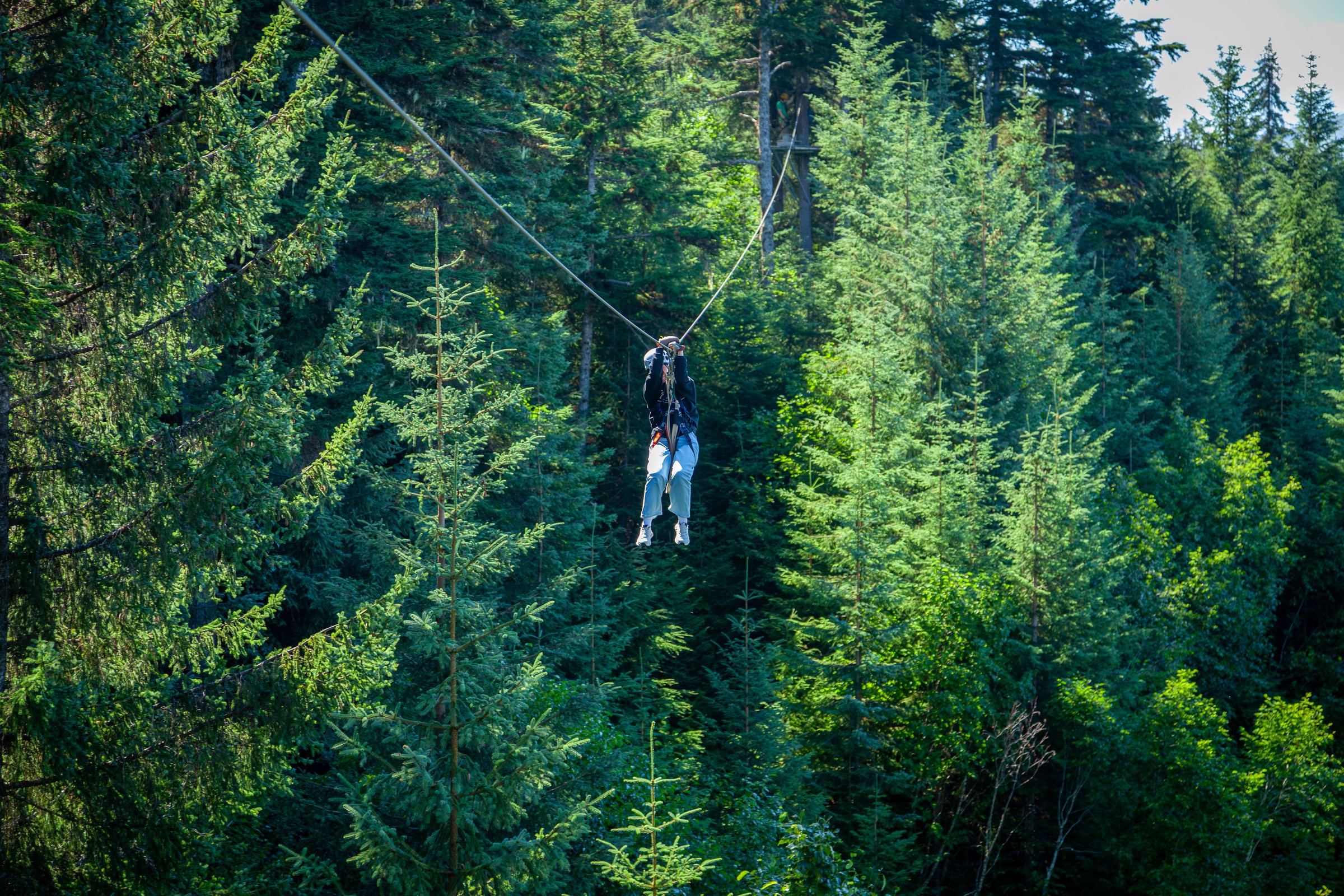 Zipline in a forest aerial adventure