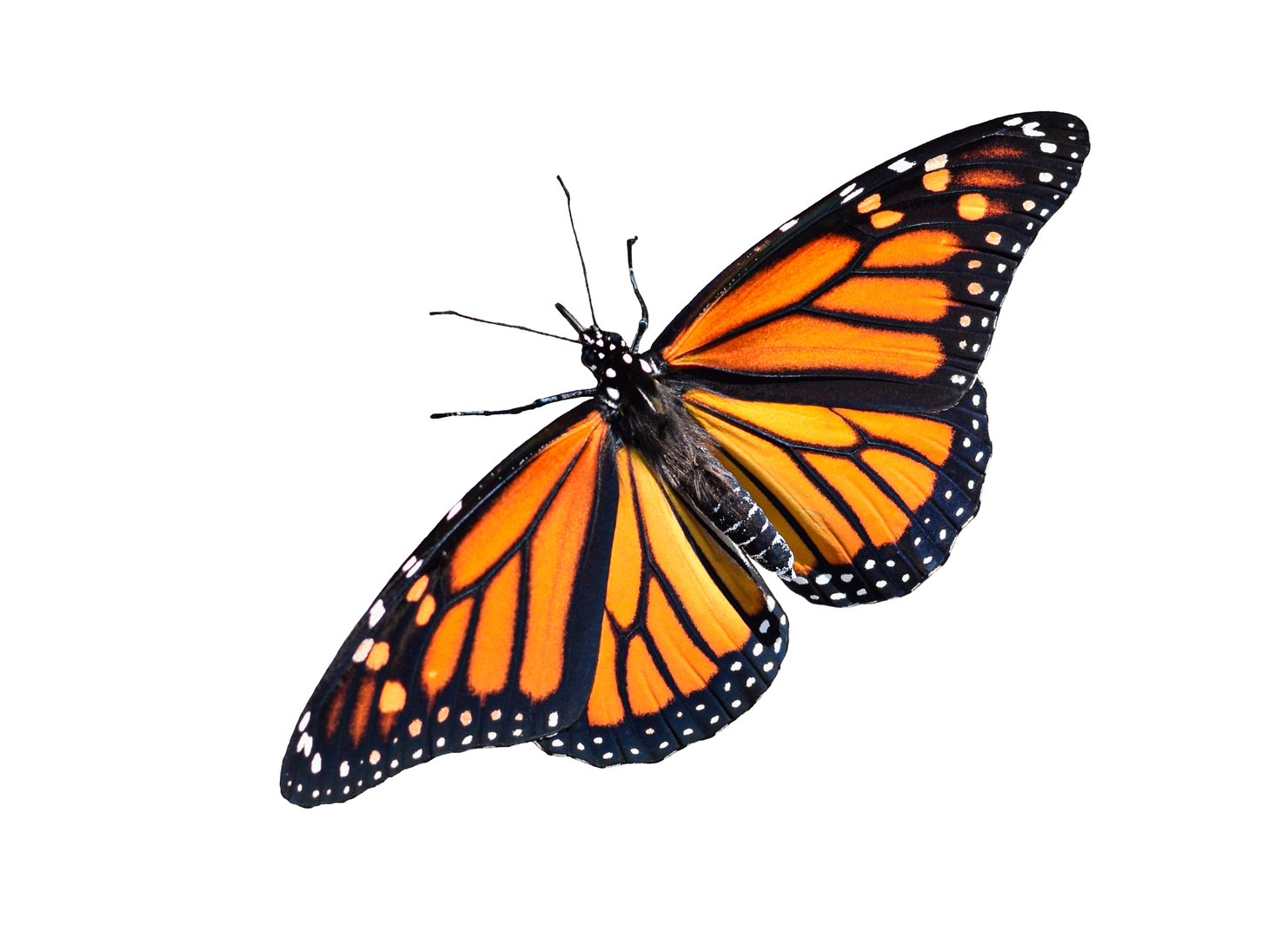 Monarch butterfly
