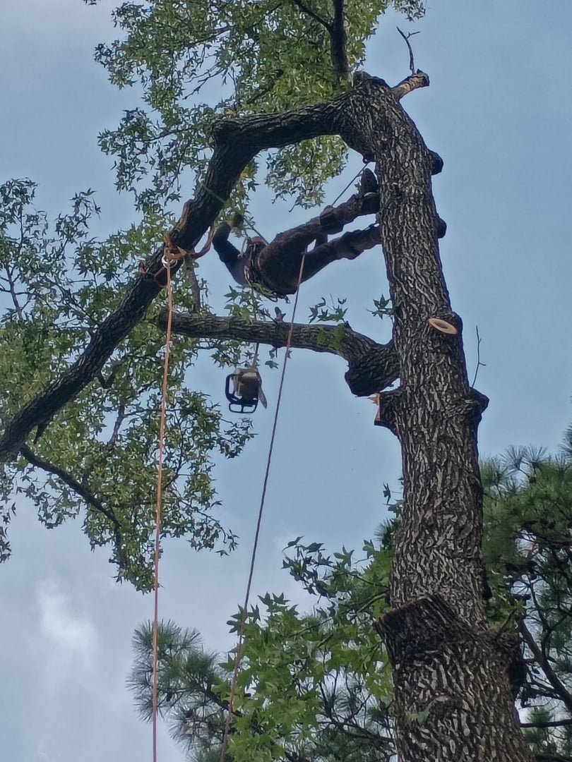 Structural pruning service