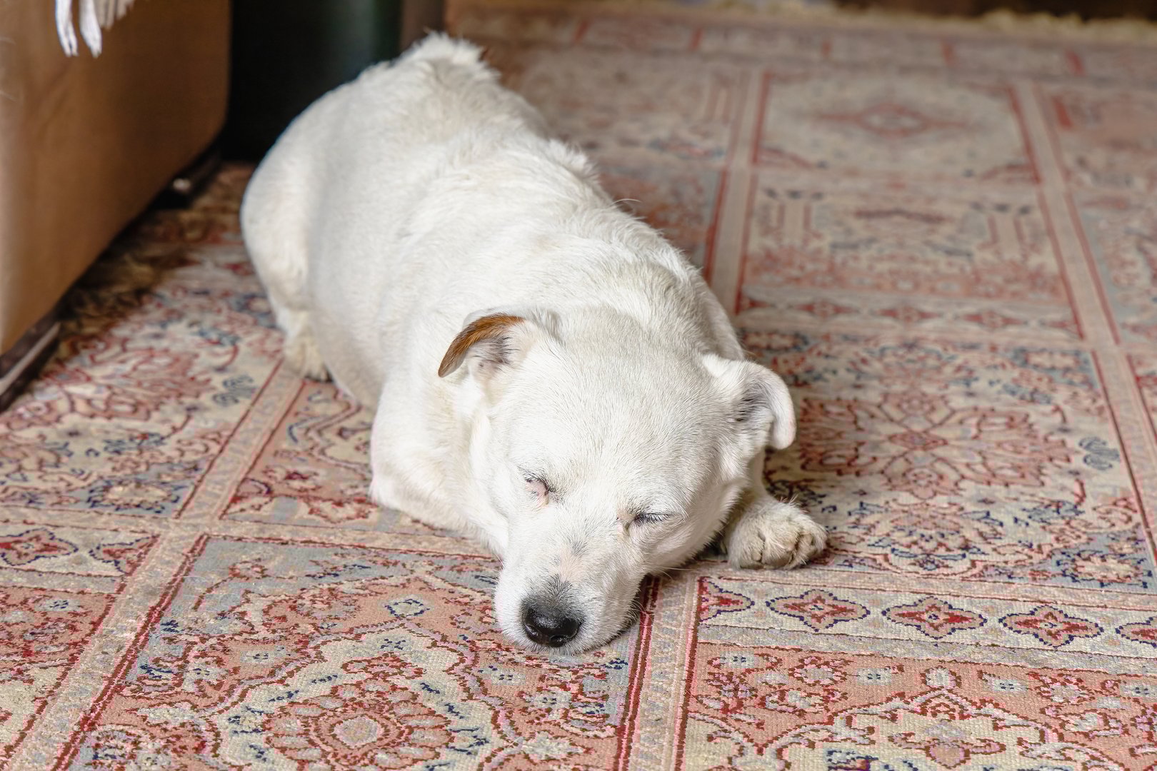 Jack Russell Terrier dog on rug - pet urine and odor removal services in Roswell Atlanta GA