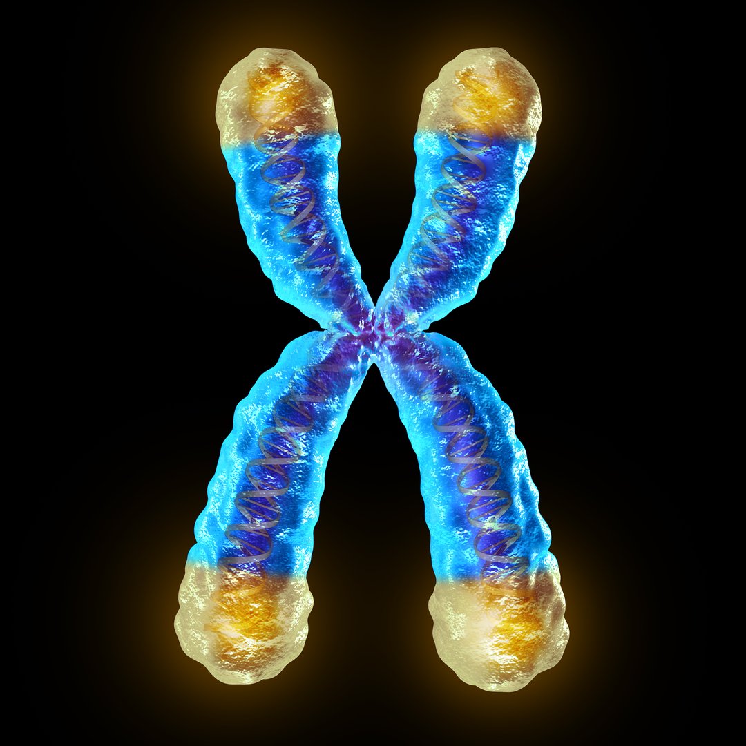 Telomere length medical concept and telomeres located on the end caps of a chromosome resulting in aging by damaging DNA or protection resulting in living longer or longevity as a 3D illustration.