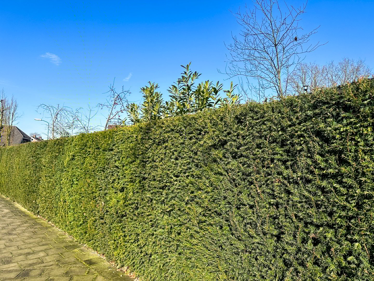 Dense hedge with vibrant thuja varieties. The neatly trimmed evergreen hedge lines the sidewalk, providing privacy and year-round greenery. Terborg (Netherlands)