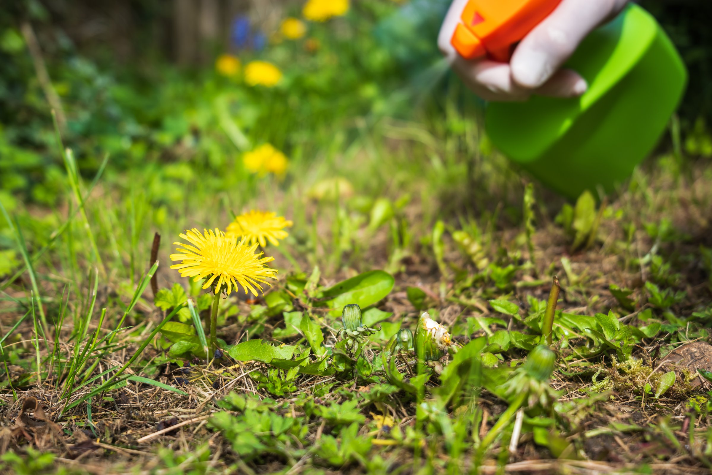 Gardener spraying weed killer on to dandelion weed growing in garden.