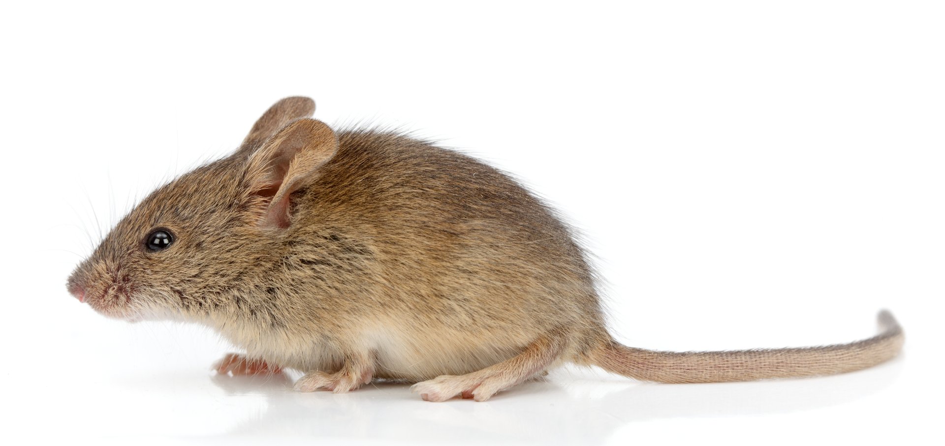 Side view of a house mouse (Mus musculus)