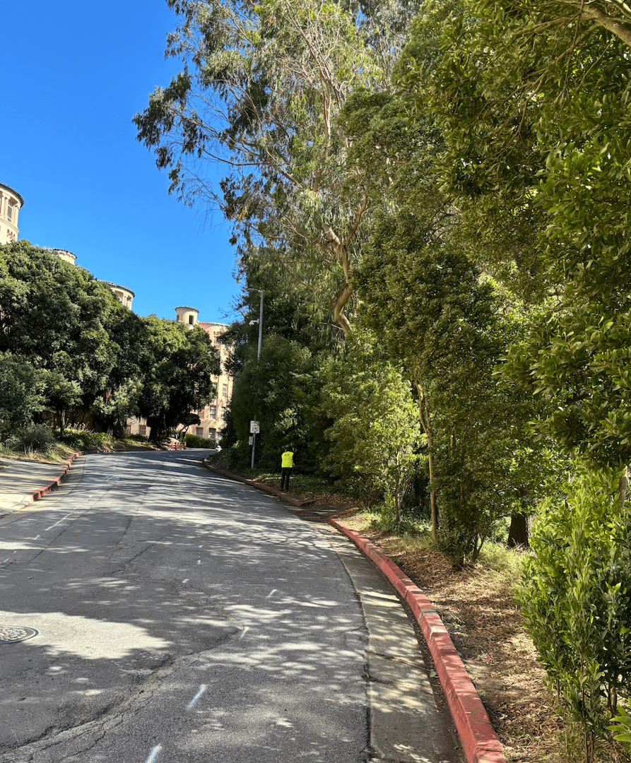 Laguna Hospital Vegetation Cleanup image 1