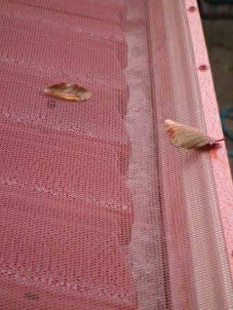 Gutter Mesh Installation