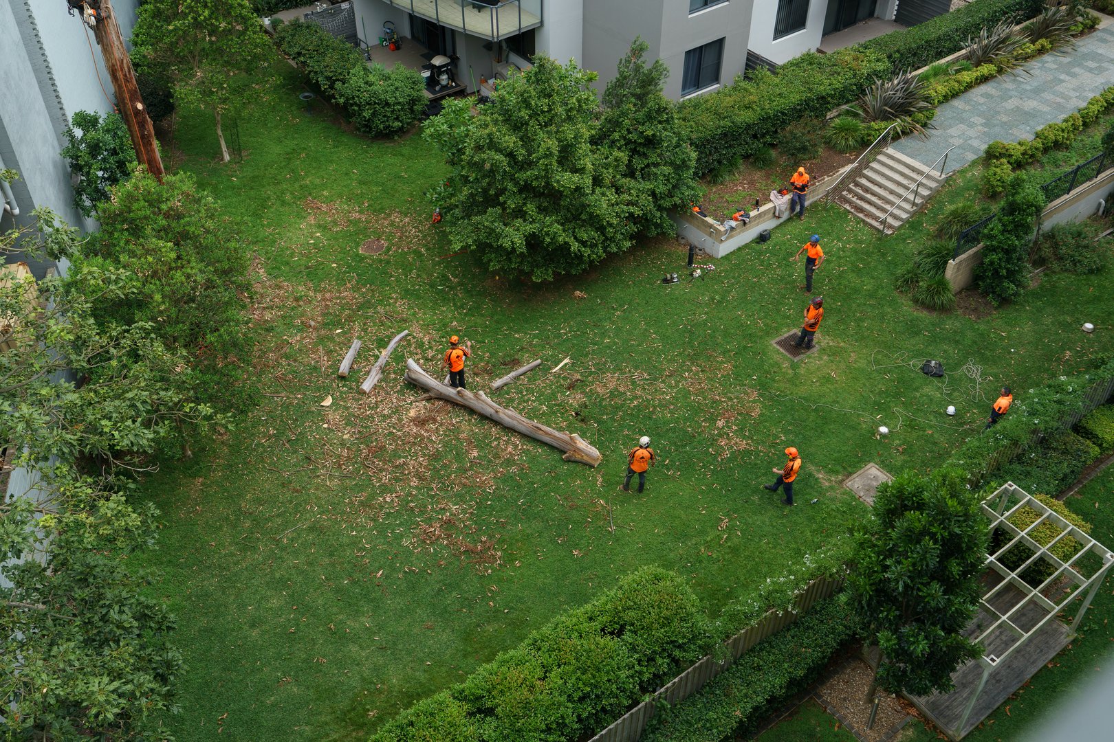 Sydney, Australia, October 21, 2024- A  team of arborists work to cut down a dead eucalyptus tree in a residential complex garden