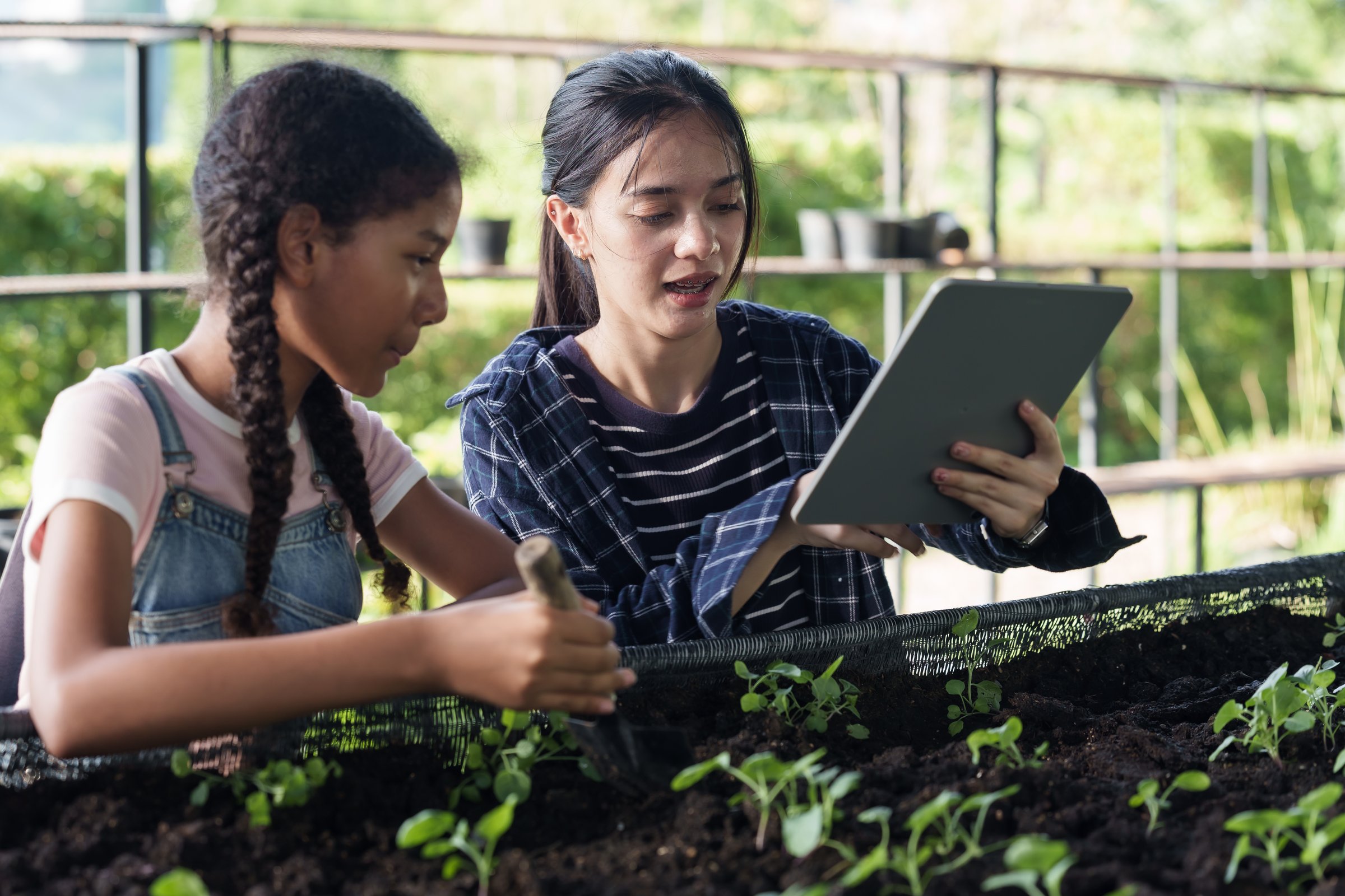 Teenage girls of different ethnicity learning organic farming together in garden bed, one using tablet while another working with soil and young plants, engaged in agriculture education activity