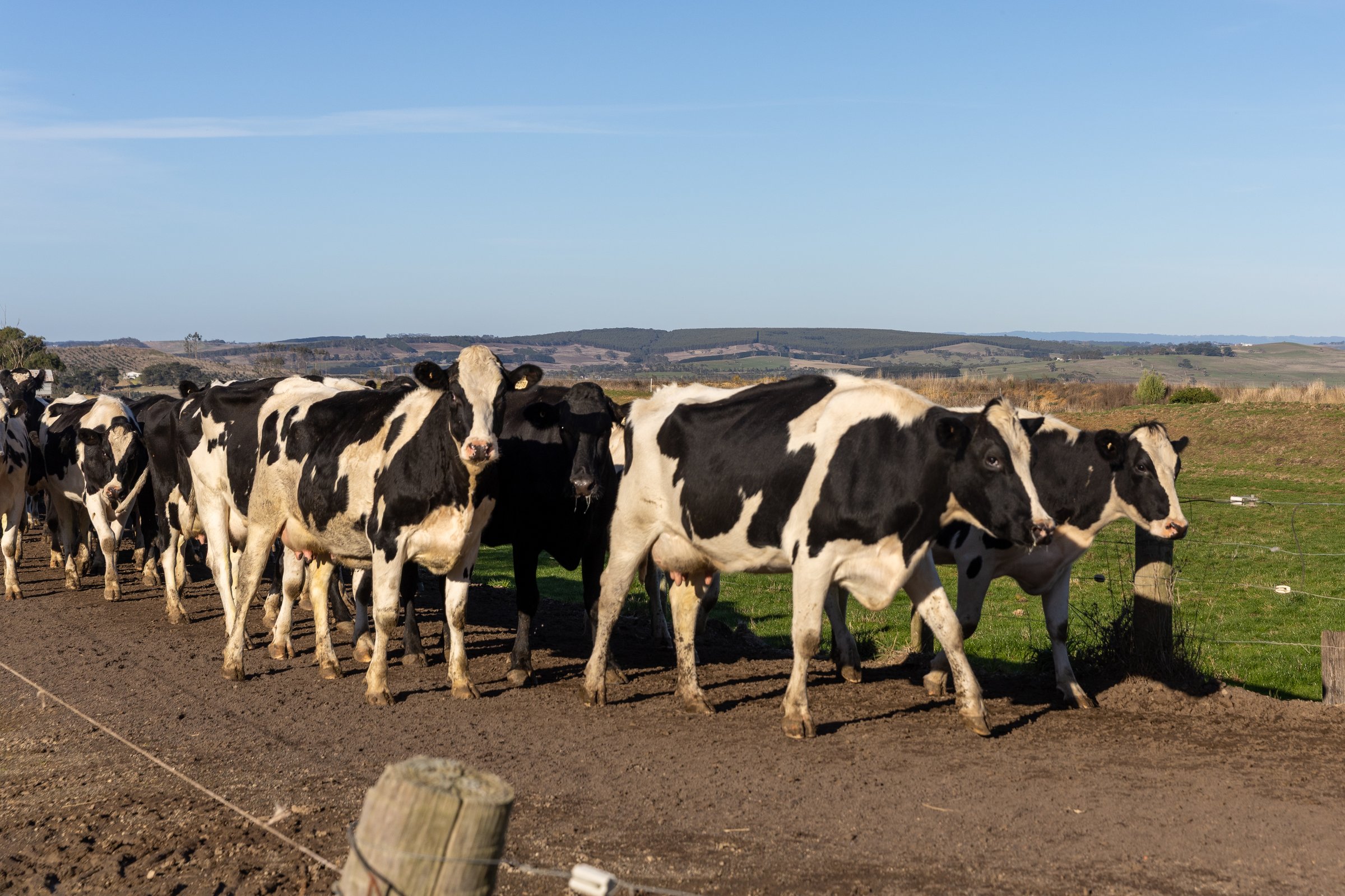 Warner toro Holandés