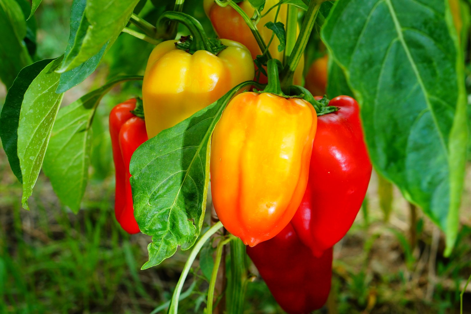 Bright red and green bell peppers