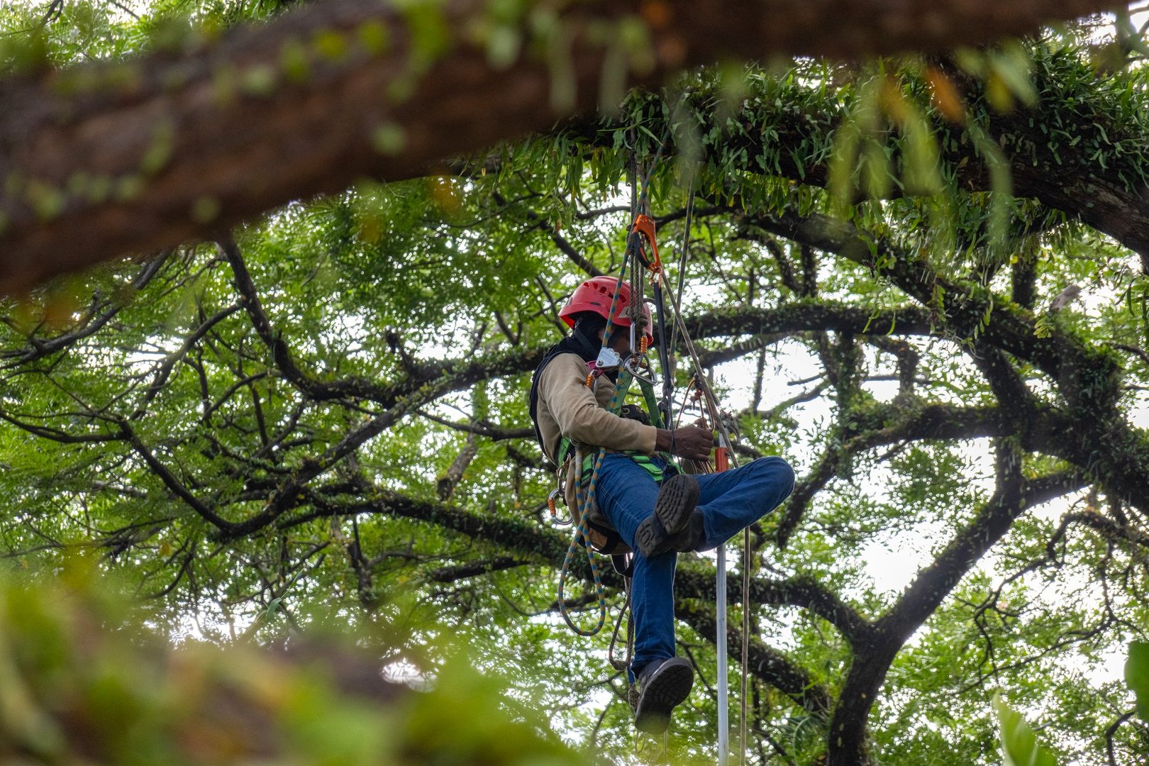Professional tree trimming and pruning service