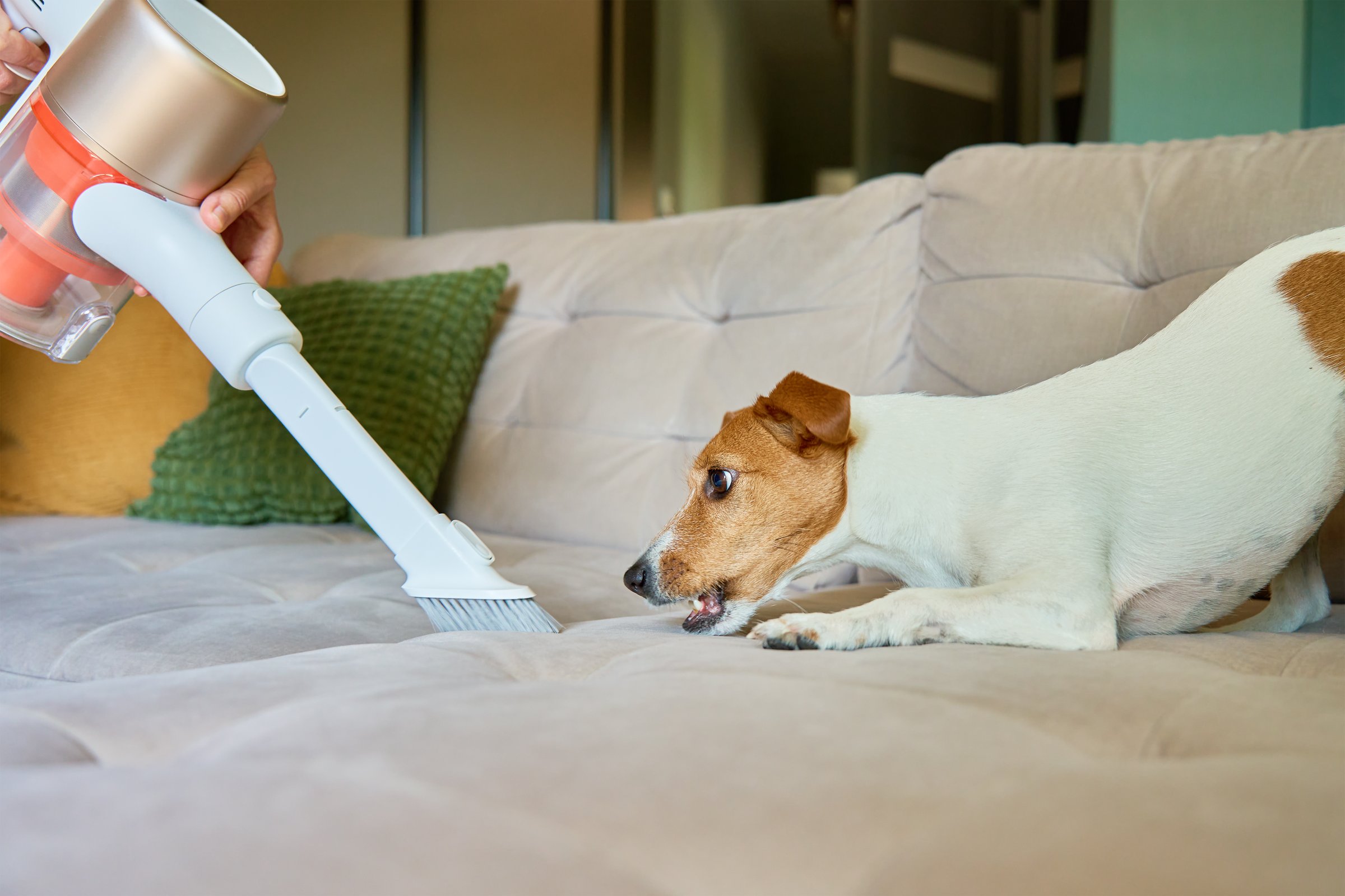 Curious dog playing with vacuum cleaner while woman cleaning sofa upholstery in living room. Pet prevents from doing housework. Living with dog