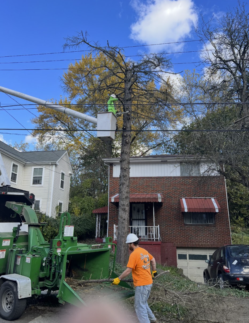 Tree Removal Project