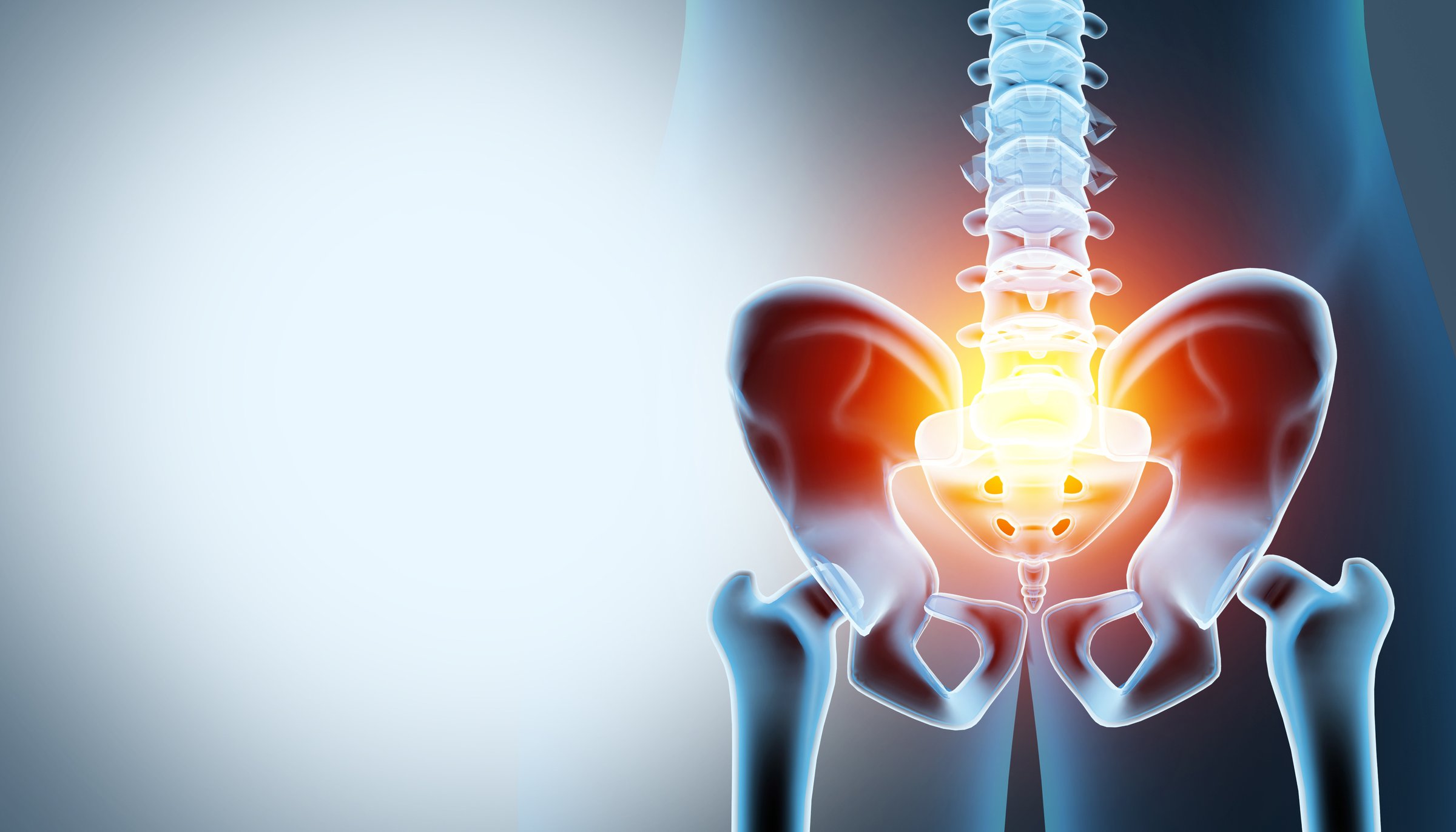 Hip anatomy illustration