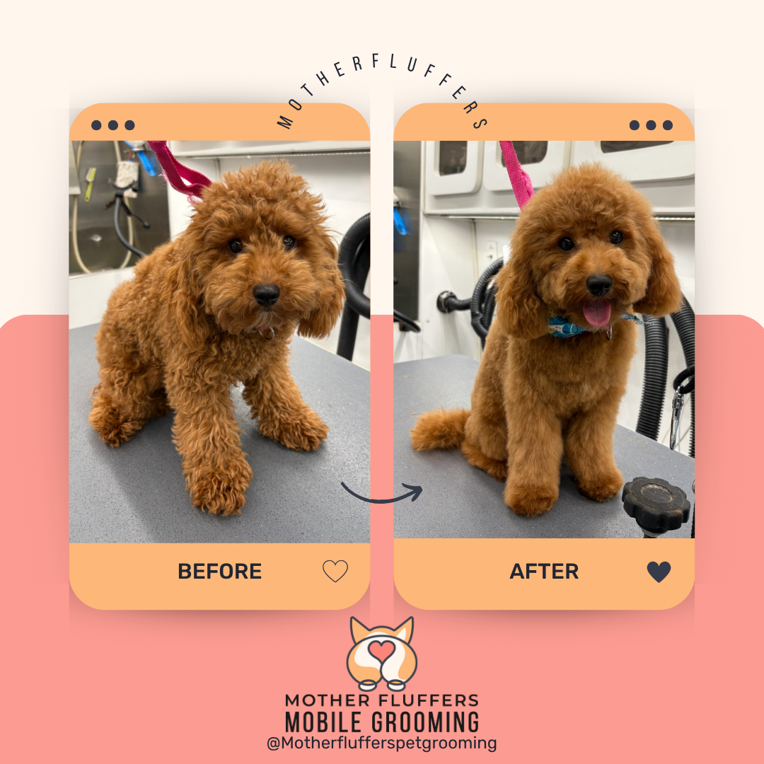 Fluffy to fabulous transformation - professional dog grooming before and after