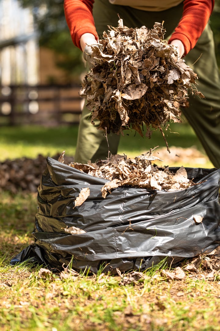 Raking fallen leaves with rakes. Man collecting dry leaves and grass in a plastic bag. Support for work in the garden. Removing grass from the soil.