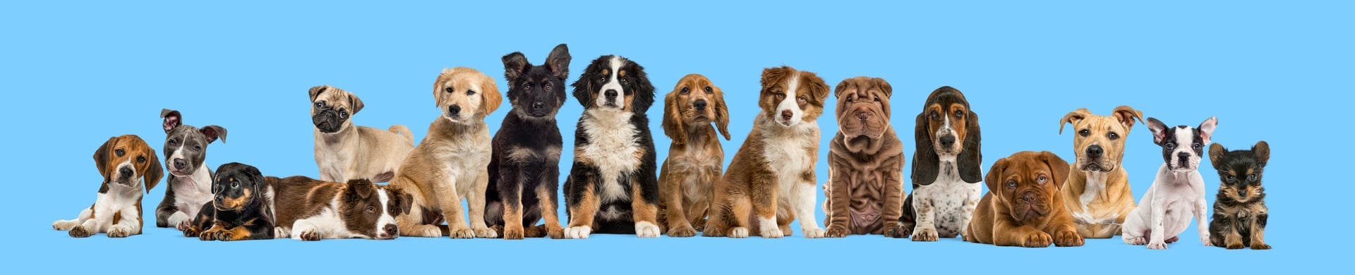 Large group of different breed puppies sitting and lying down against a blue background