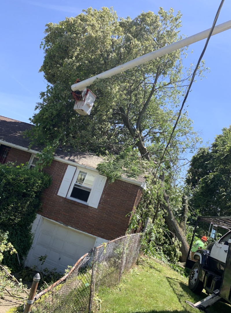 Emergency Tree Service