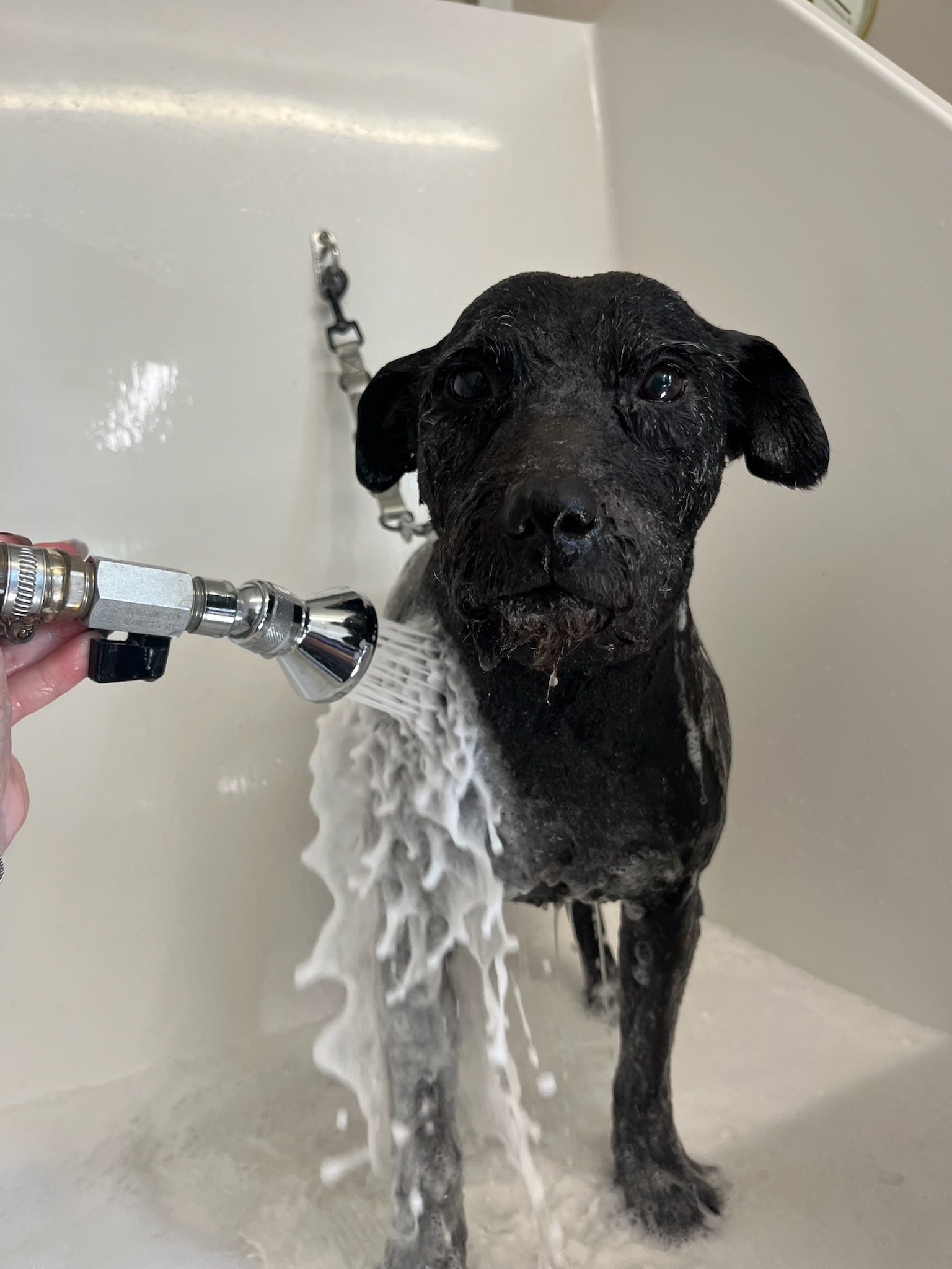 Premium grooming treatment at The Dog Shop Ashbourne