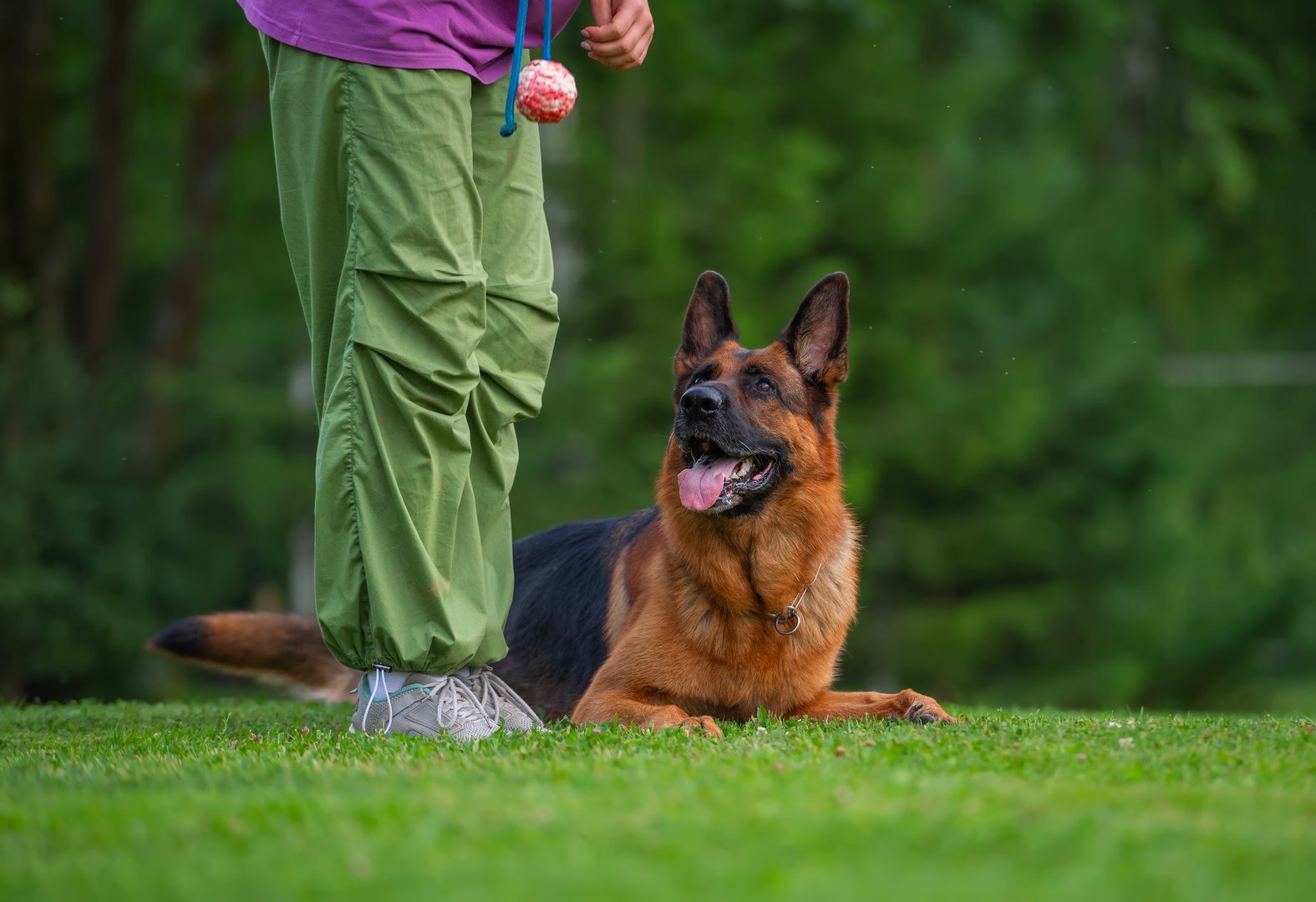 A German Shepherd lies patiently on the grass while its handler holds an apport object, ready for training. The scene captures the bond and focus between the dog and its trainer.