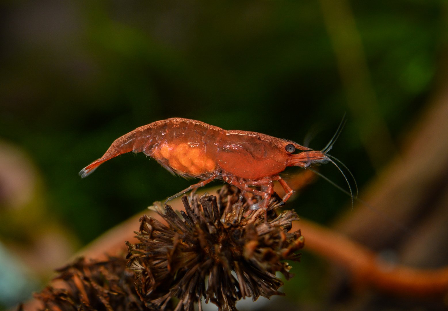 Female cherry shrimp (neocaridina davidi) with eggs posing on alder cone in freshwater aquarium