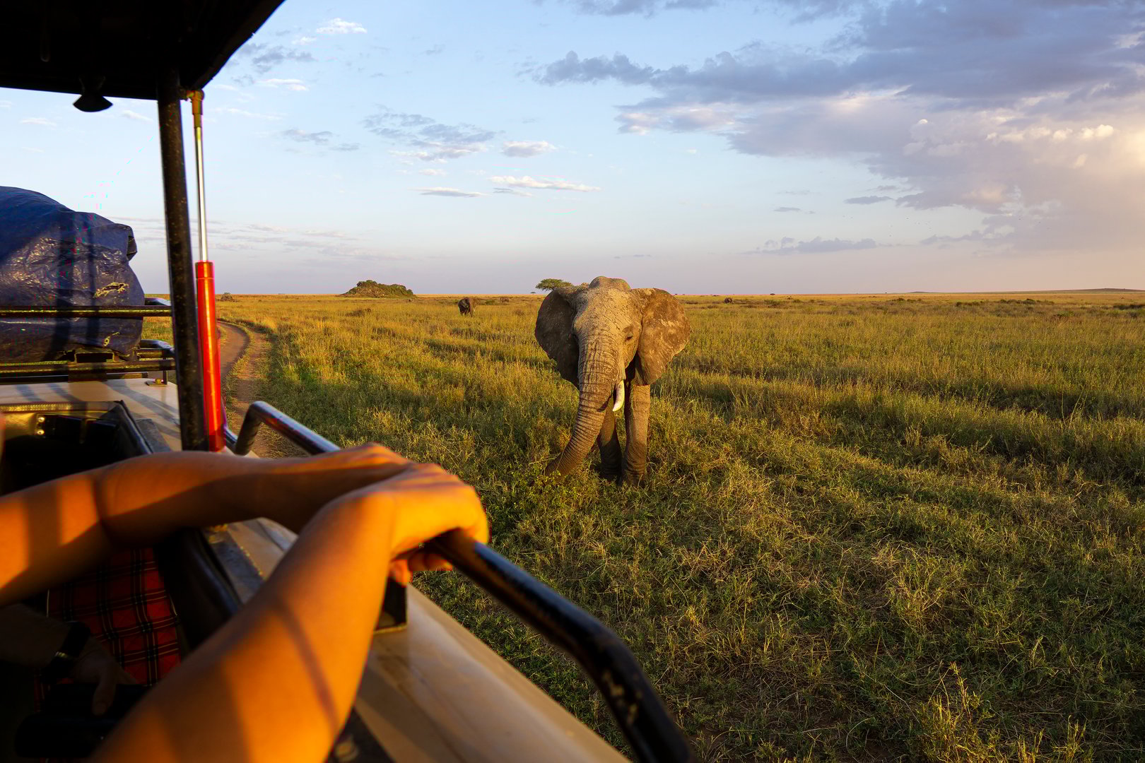 An elephant gets close to a safari tour car.