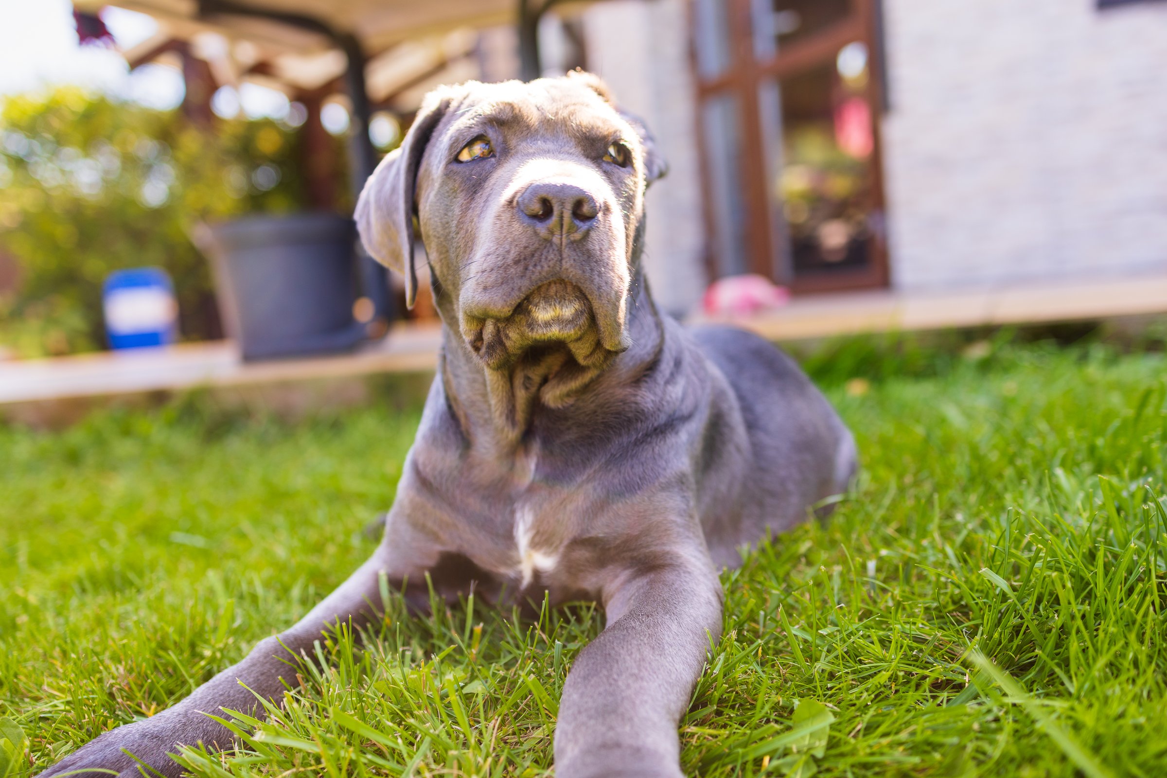 Adorable Two-Month-Old Cane Corso Puppy Portrait. High quality 4k footage