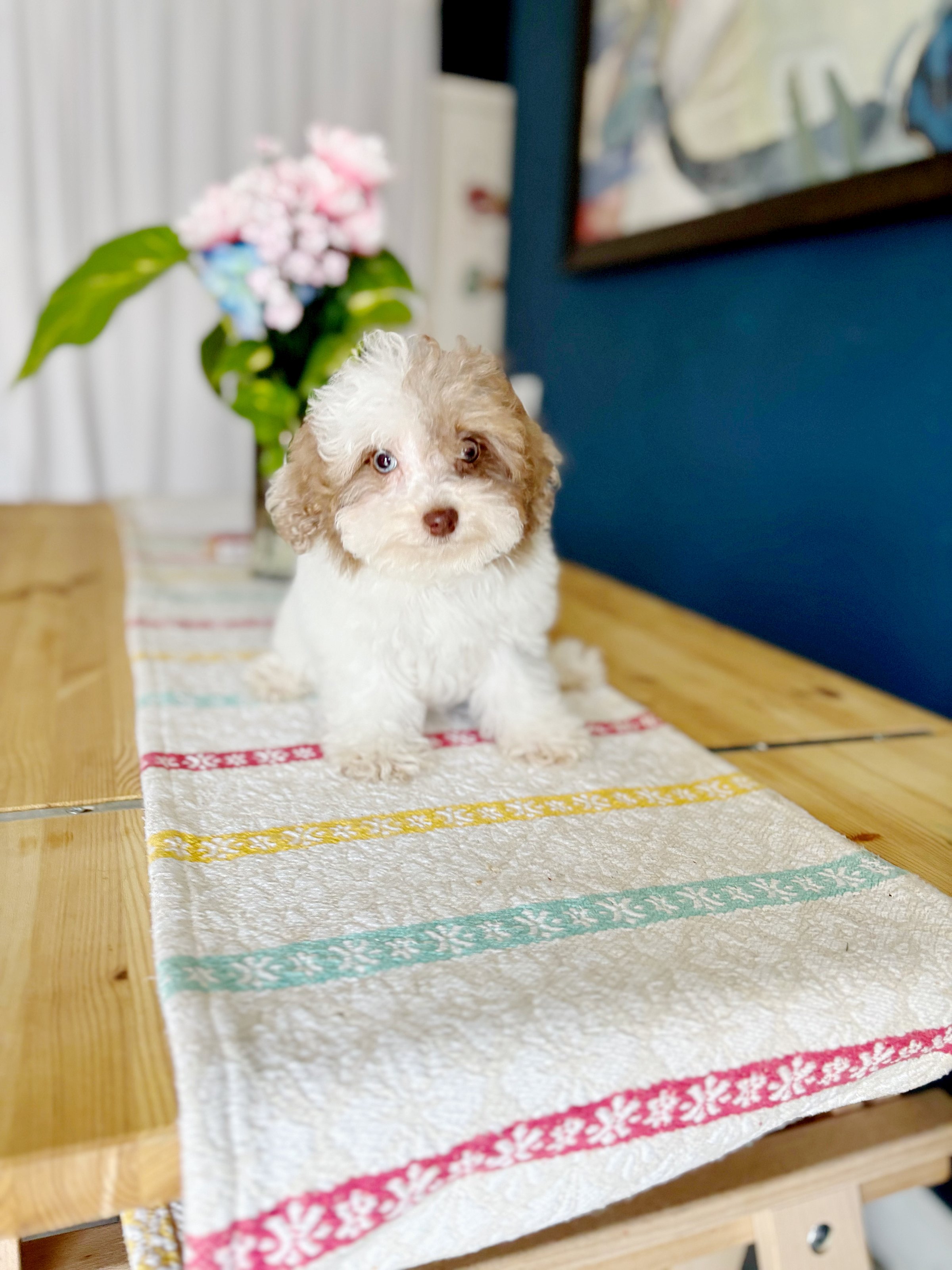 Adorable toy poodle puppy