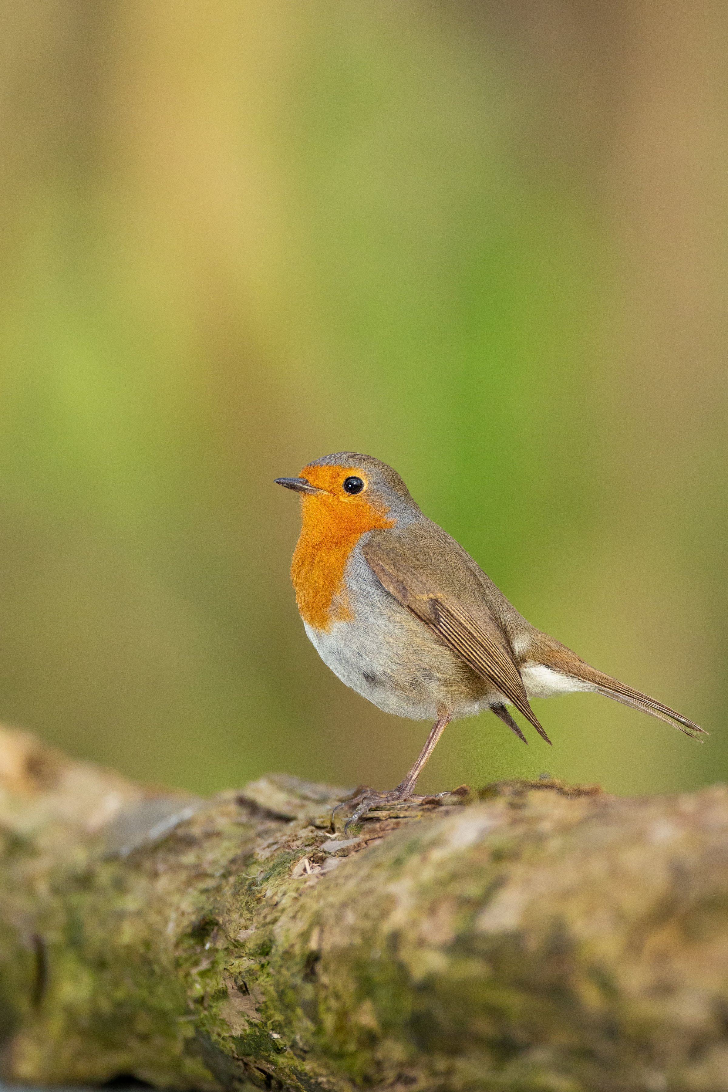 there is a Robin bird in the spring forest