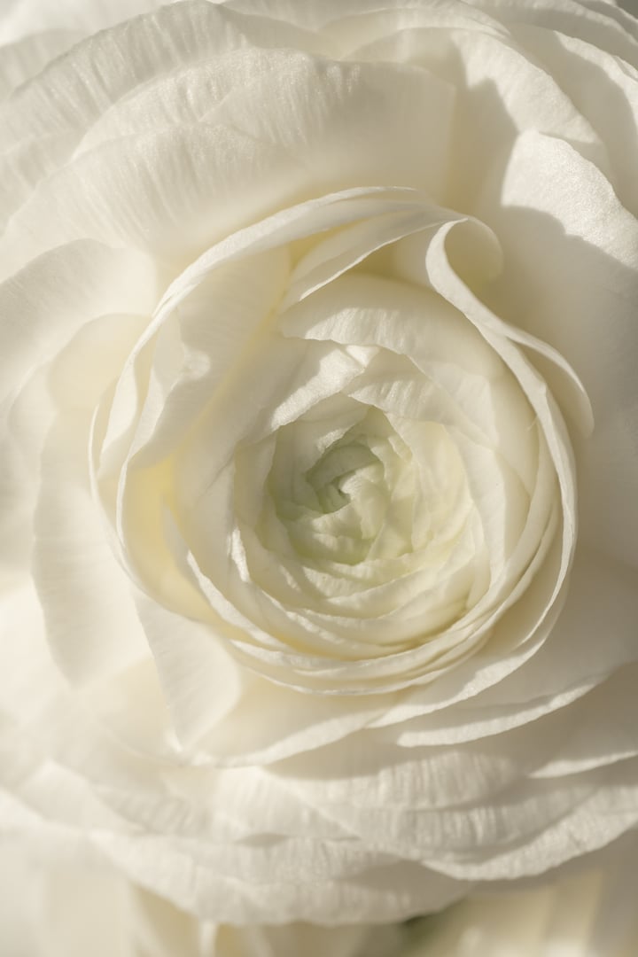 White ranunculus flower in soft natural light