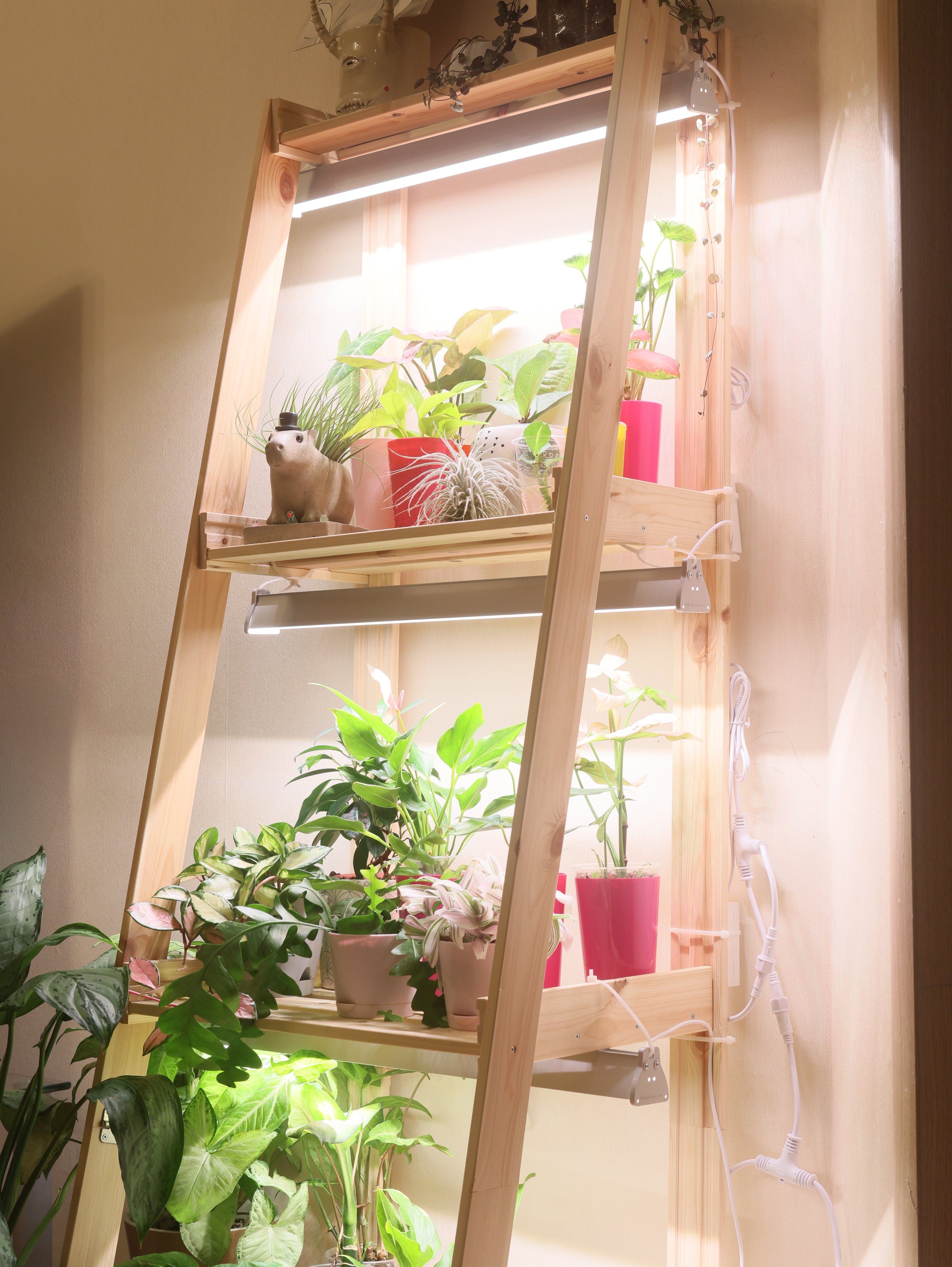 A beautifully arranged indoor plant shelf that features an array of various plants alongside LED grow lights