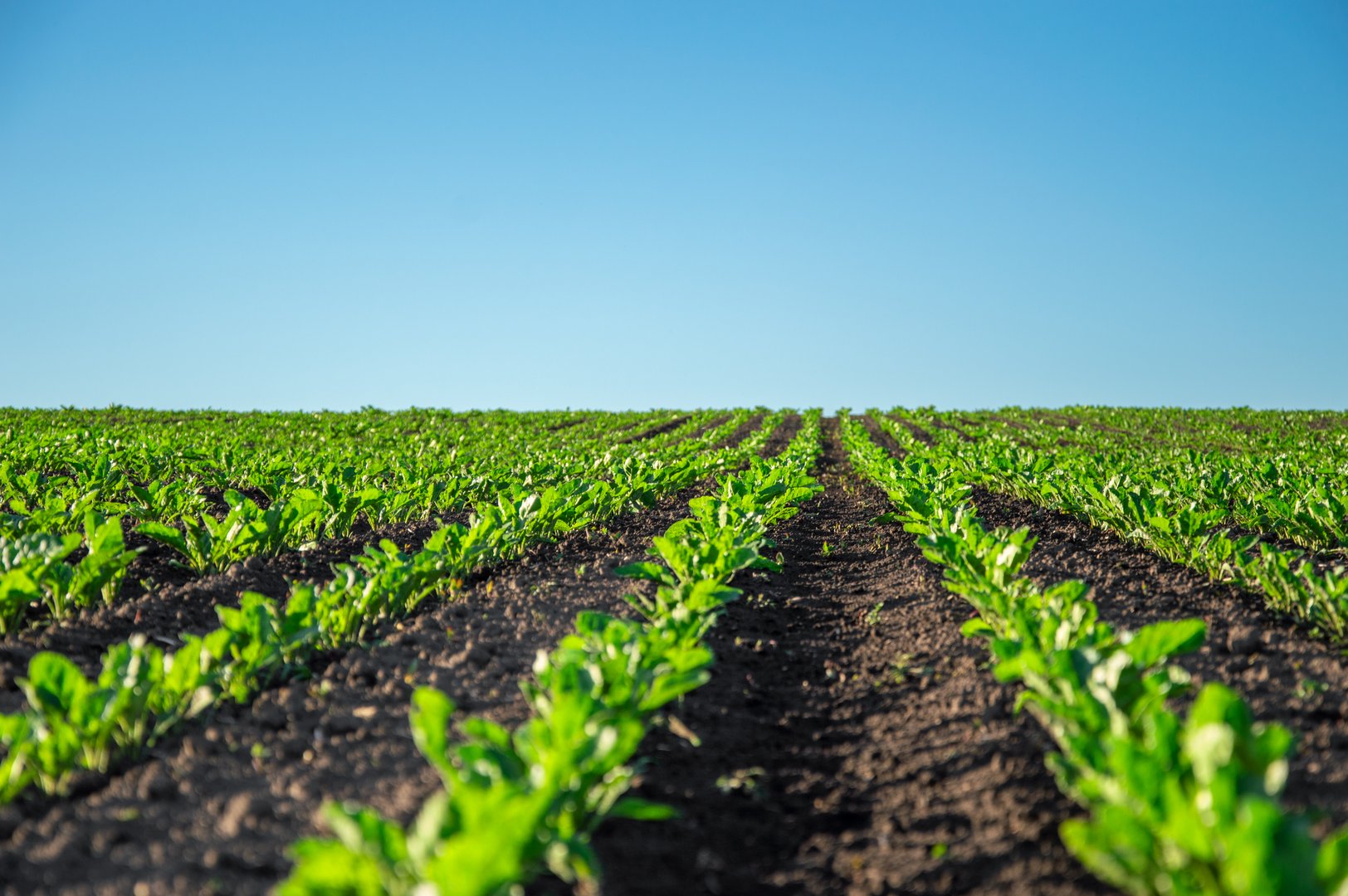 Rows of lush green sugar beet plants stretch across the field, showcasing healthy growth in gentle sunlight and clear skies.