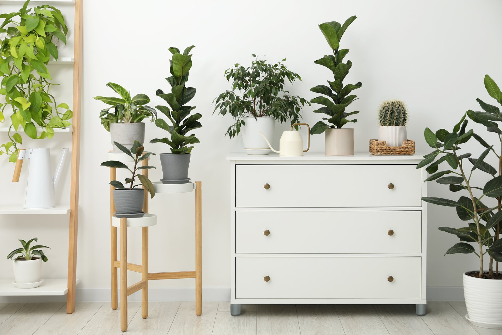 Watering can, beautiful houseplants and chest of drawers indoors